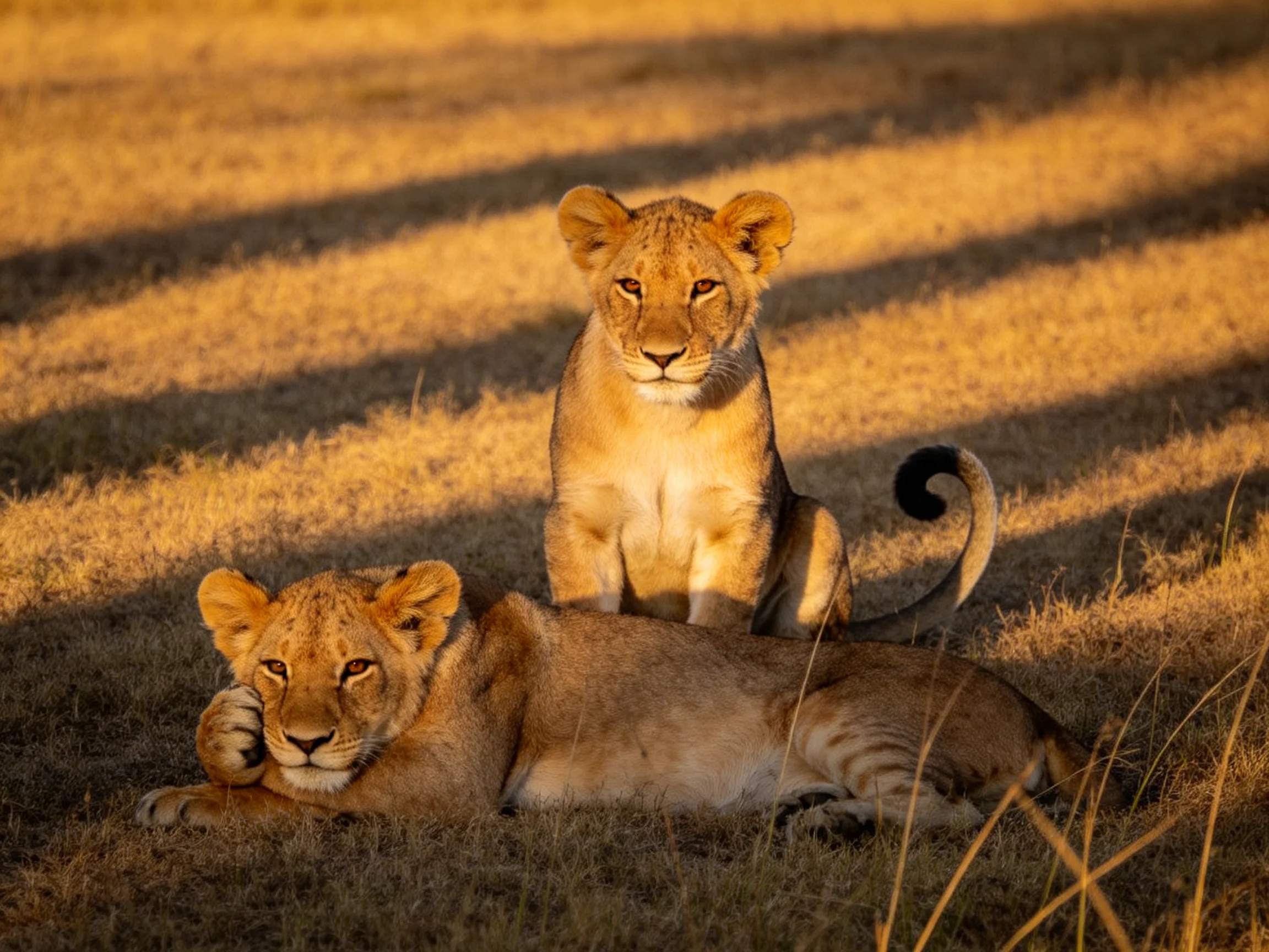 Two lion cubs rest in sunlit golden savannah grass