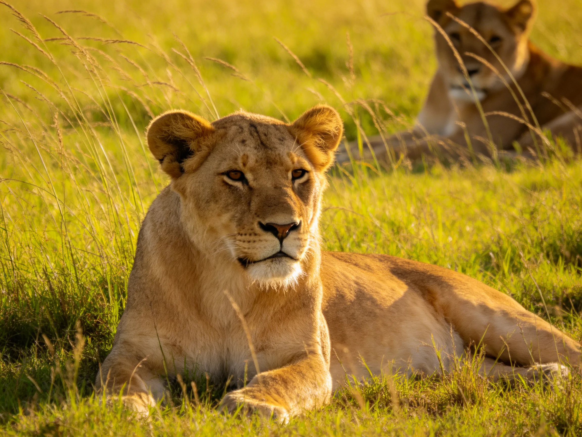Two lionesses rest in sunlit savannah grass.