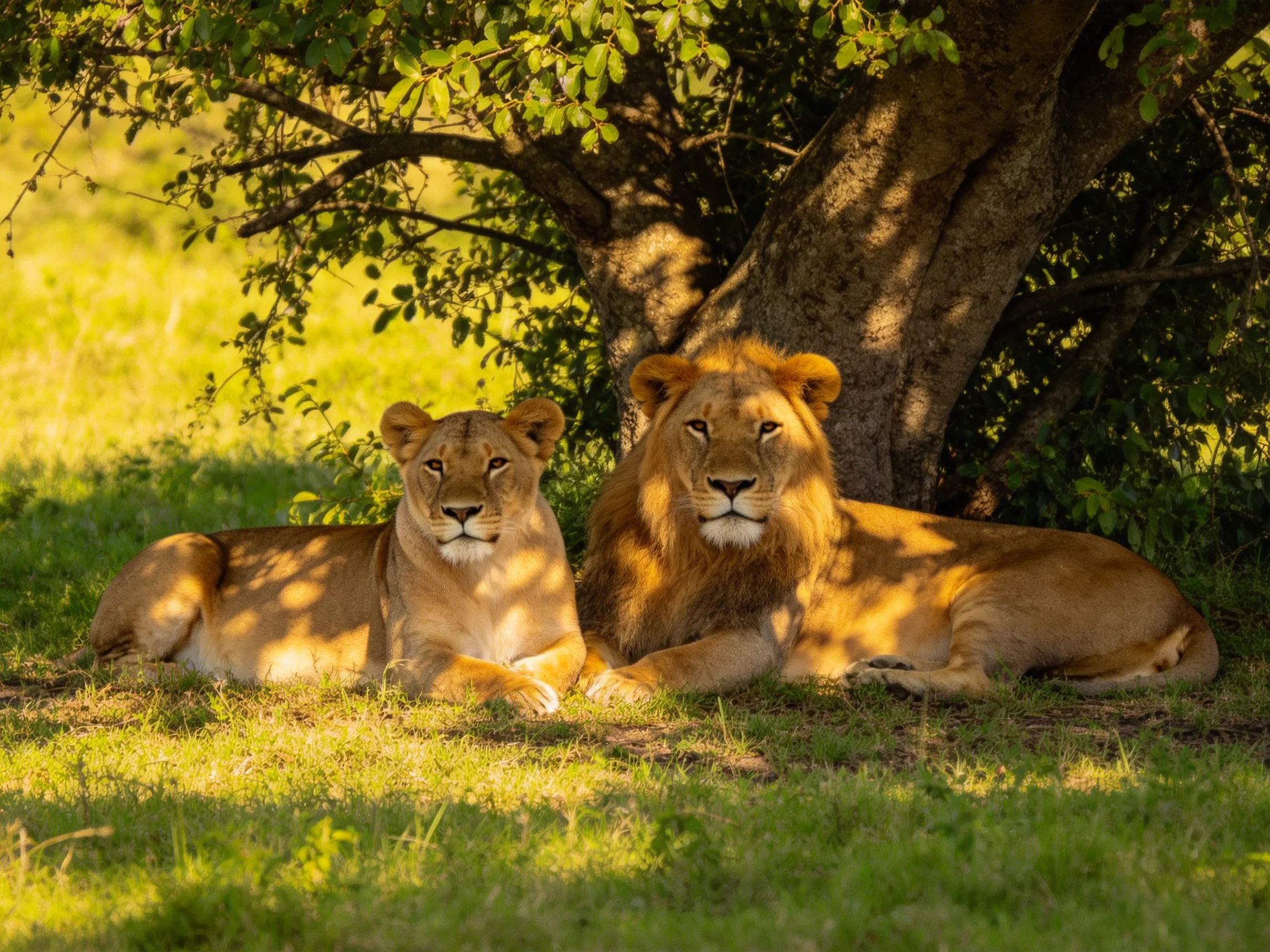 Two lions rest beneath a large tree in warm sunlight