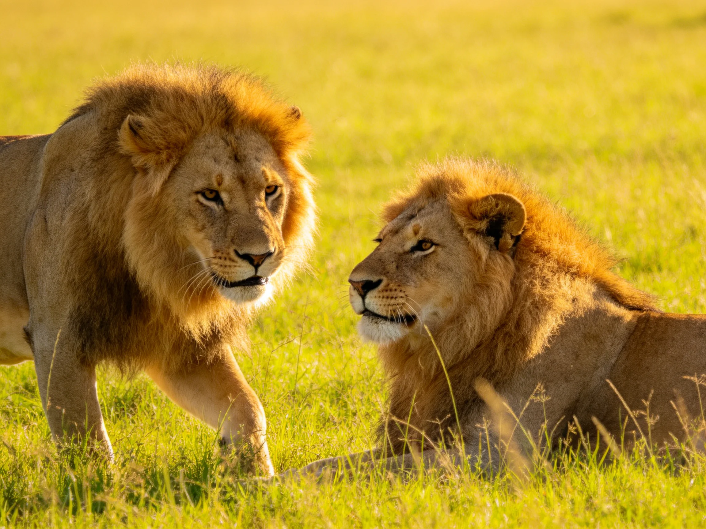 Two lions with golden manes in a sunlit grassland
