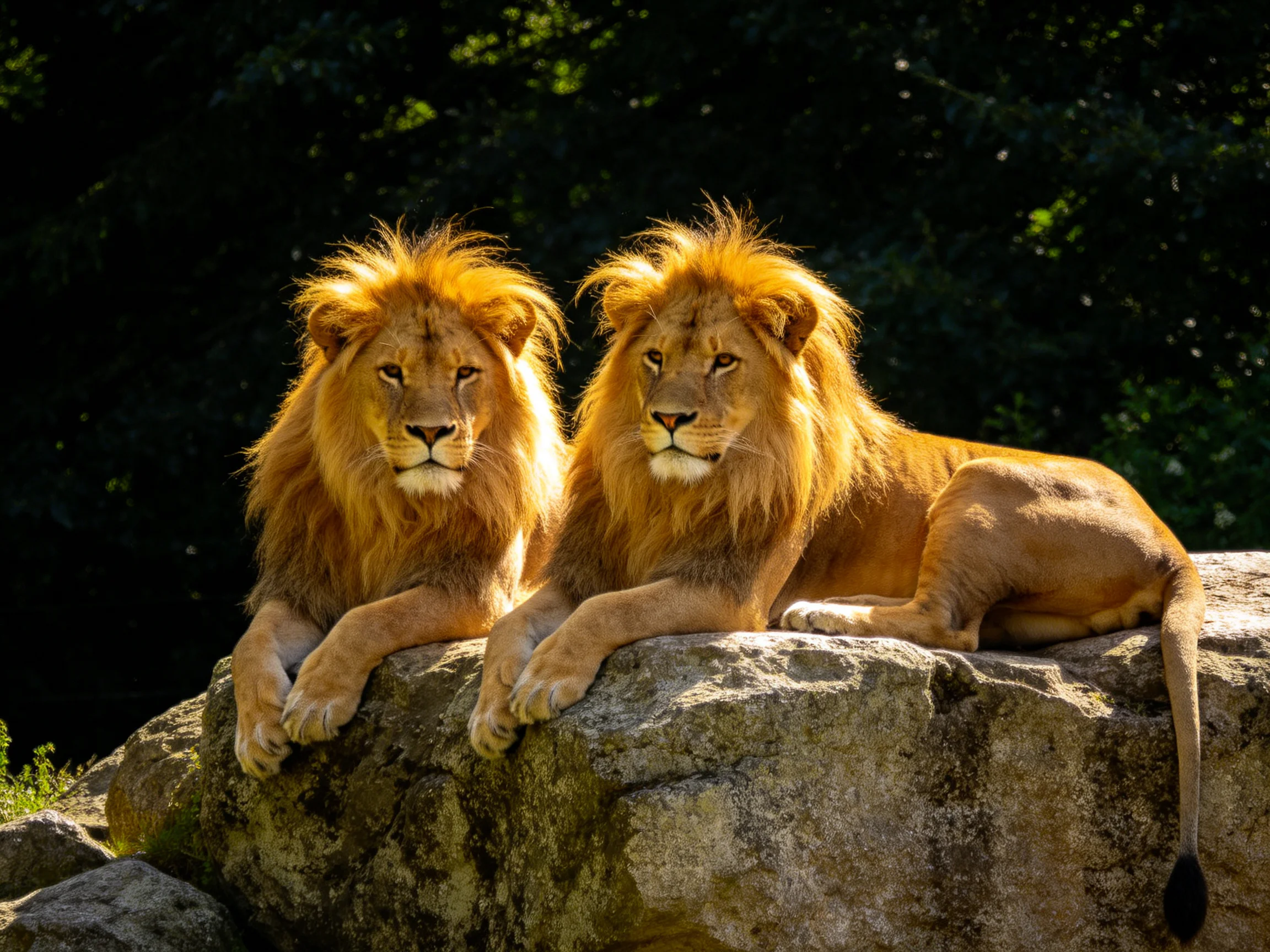 Two lions with golden manes rest on a large rock