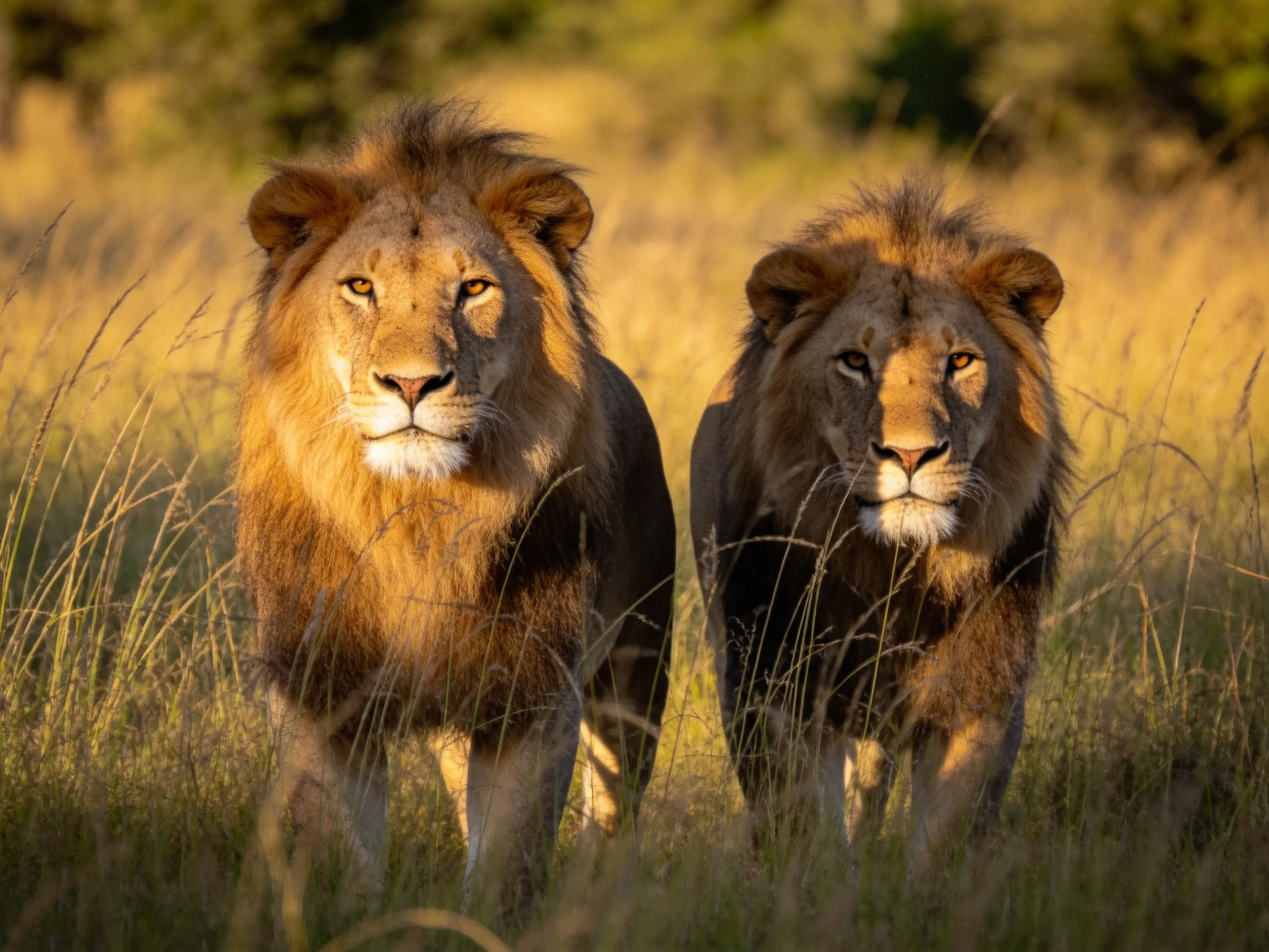 Two majestic lions walk through golden savannah grasslands