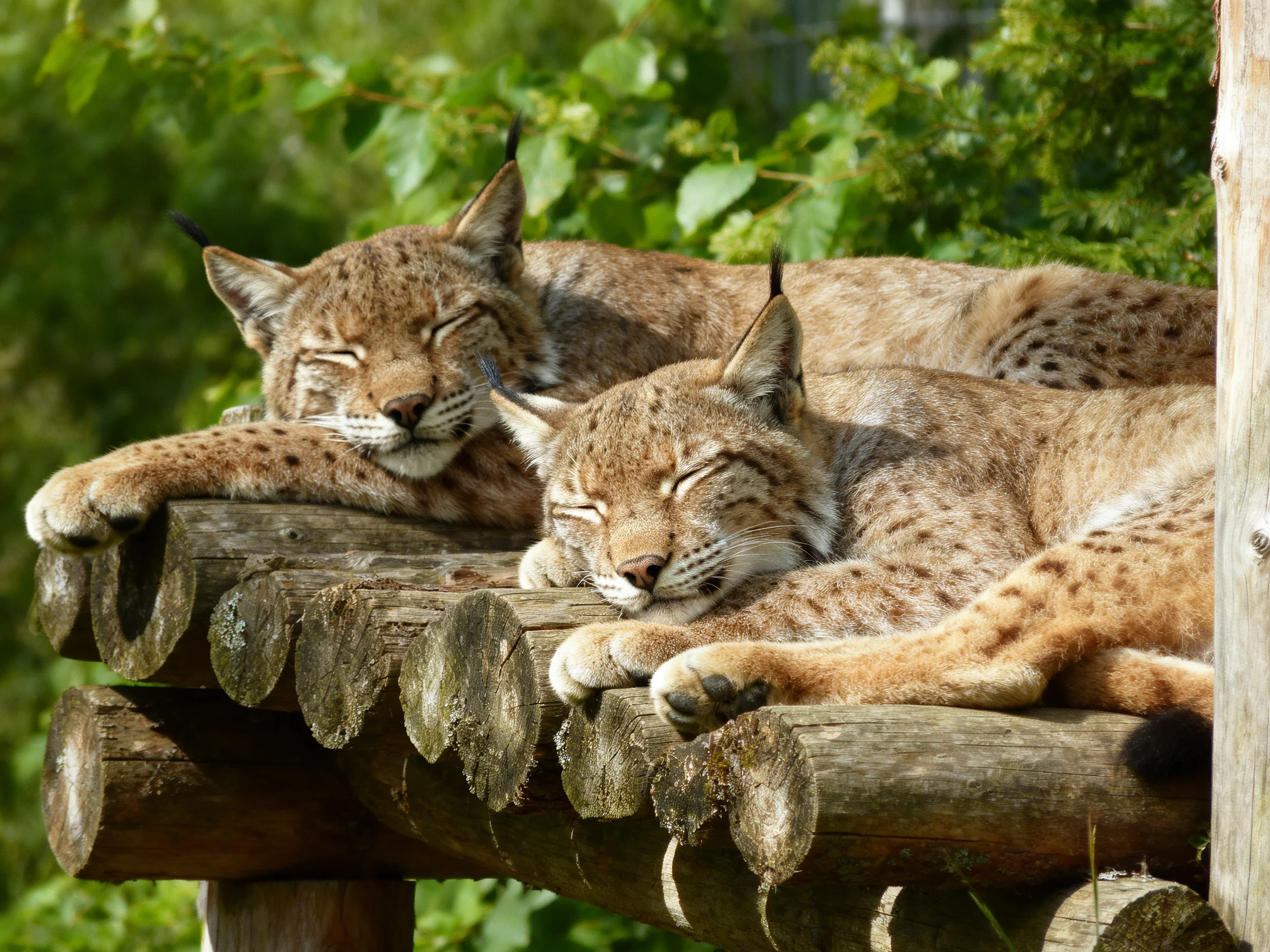 Two spotted lynxes rest on a weathered wooden platform amidst greenery