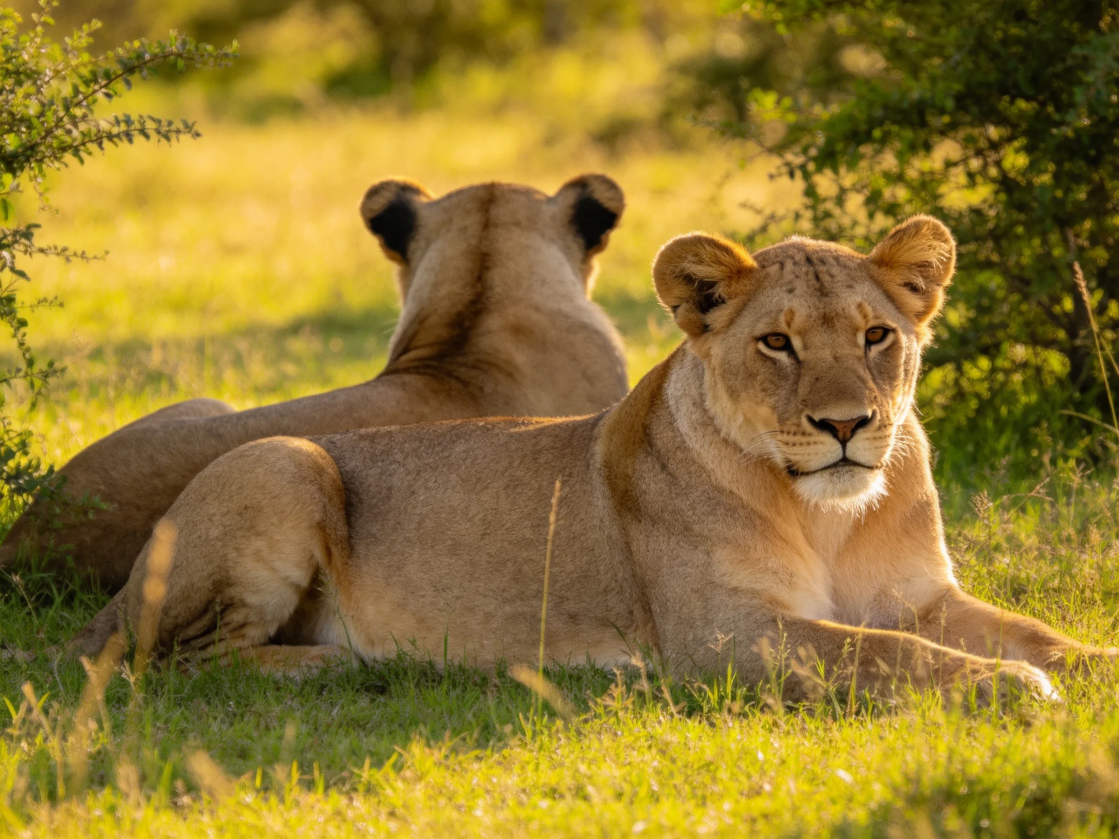 Two tawny lionesses rest in a sun-drenched savannah clearing
