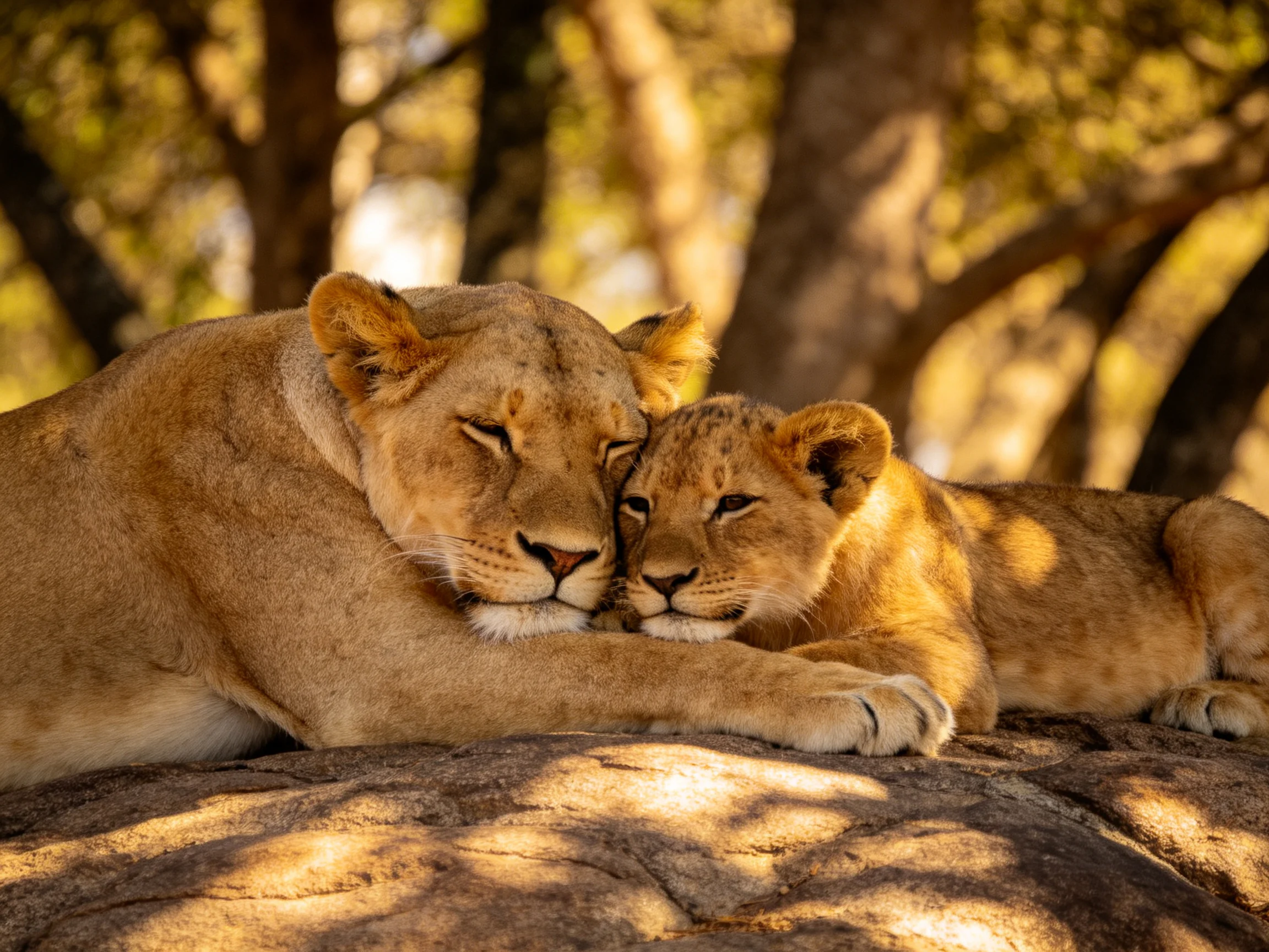 Two tawny lions nuzzle on a rocky outcrop amid sunlit trees