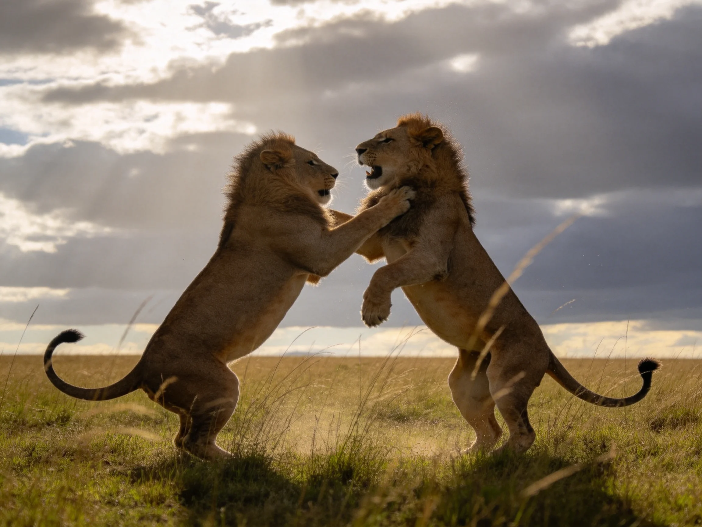 Two tawny lions spar in a golden savannah beneath moody skies