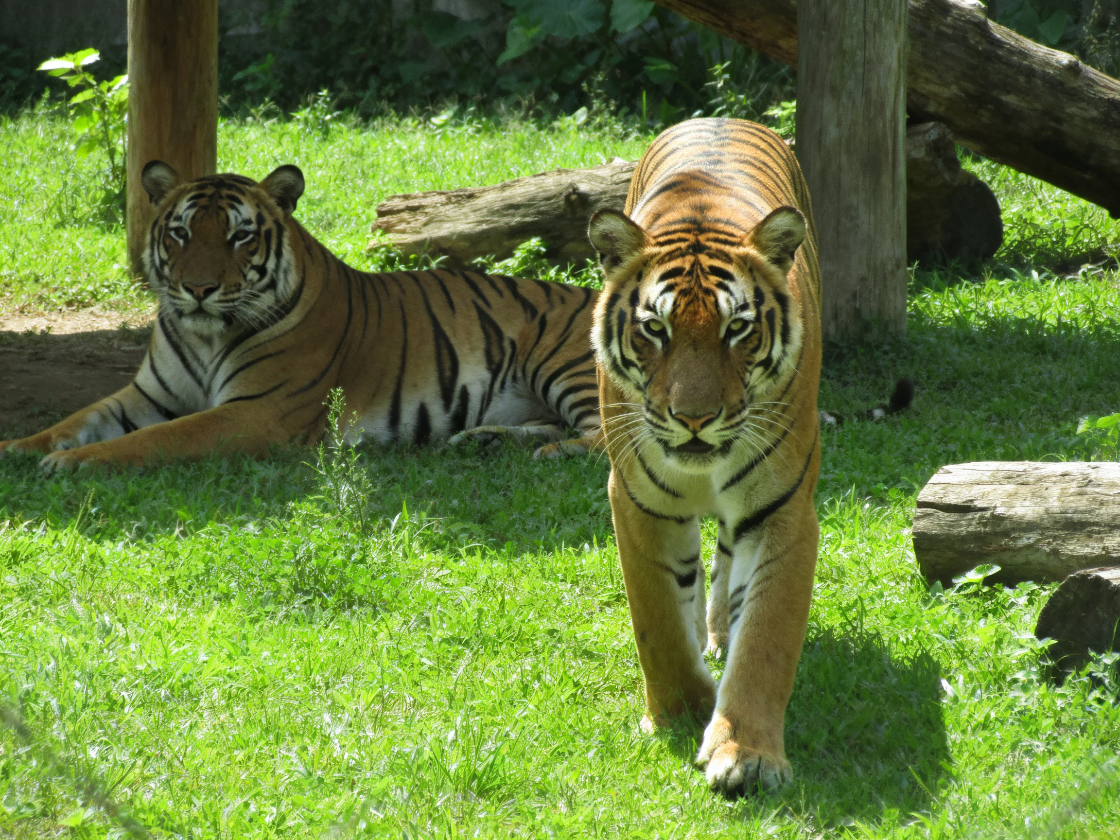 Two tigers in a grassy enclosure with wooden elements.