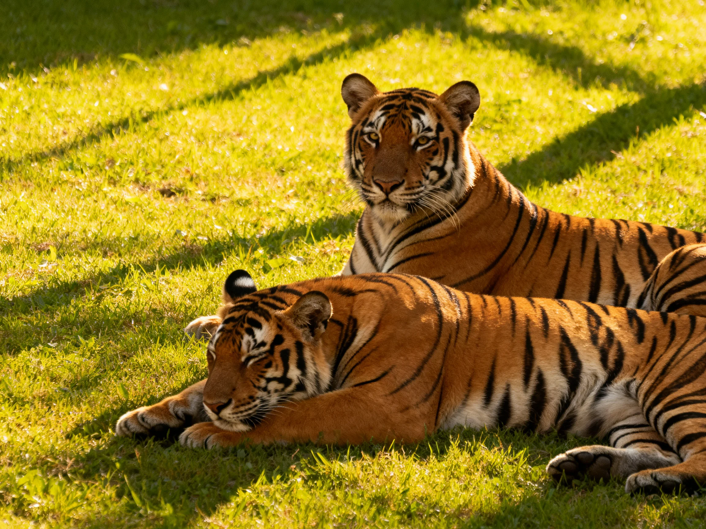 Two tigers with bold black stripes rest on sun-drenched grass