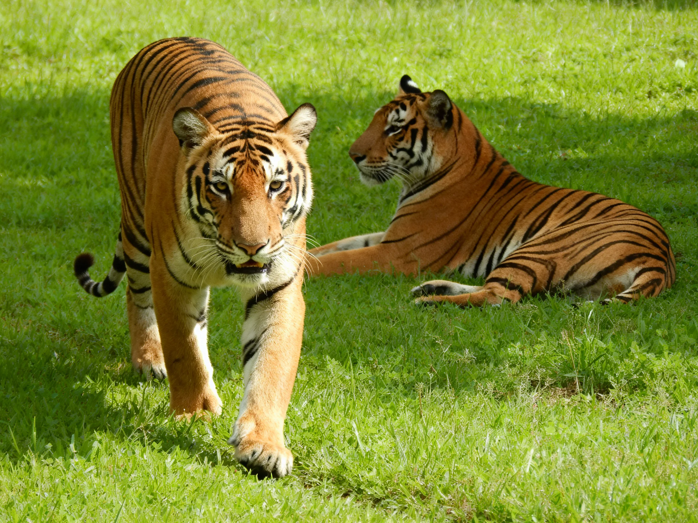 Two tigers with orange coats and black