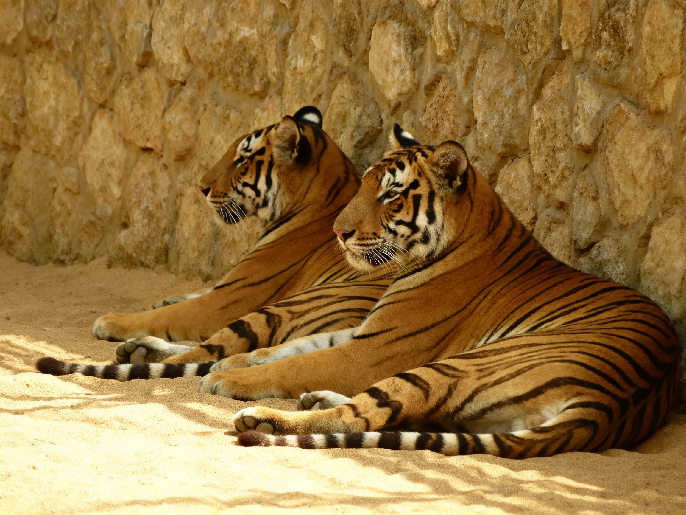 Two tigers with orange coats and black stripes rest by a stone wall on sandy ground