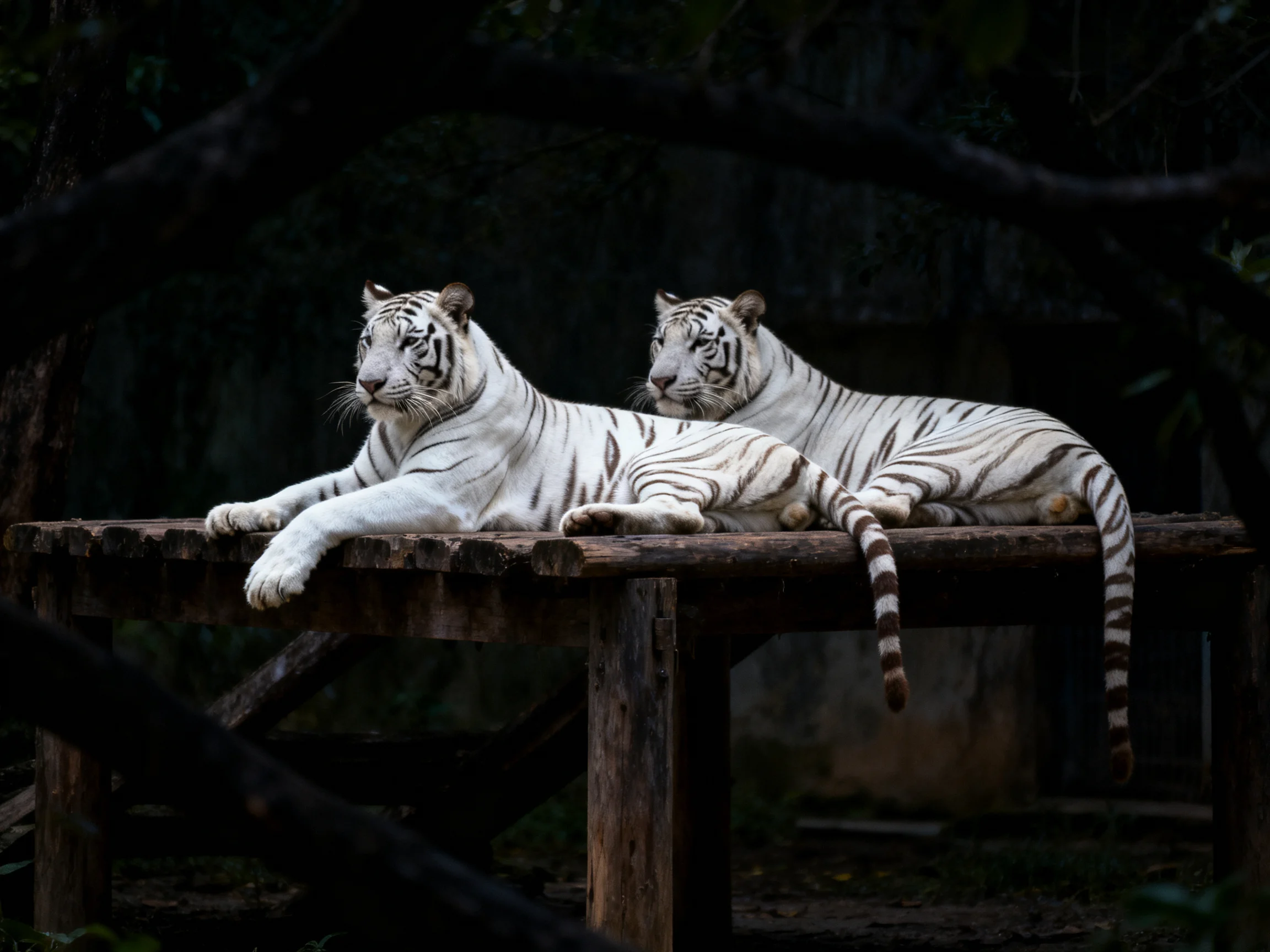 Two white tigers relax on a weathered wooden platform in dark surroundings