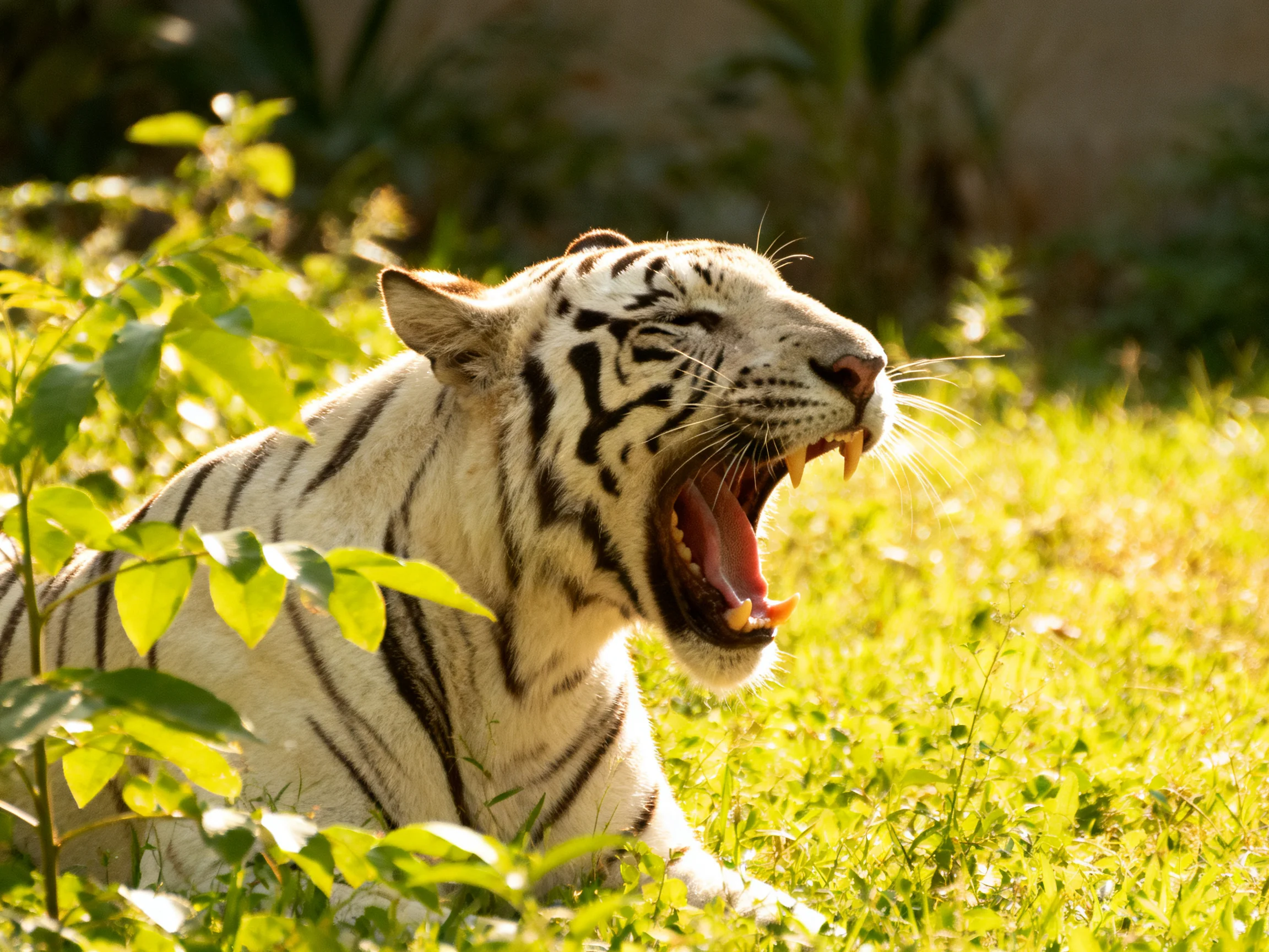 A white tiger yawns while surrounded by greenery in a sunlit area.