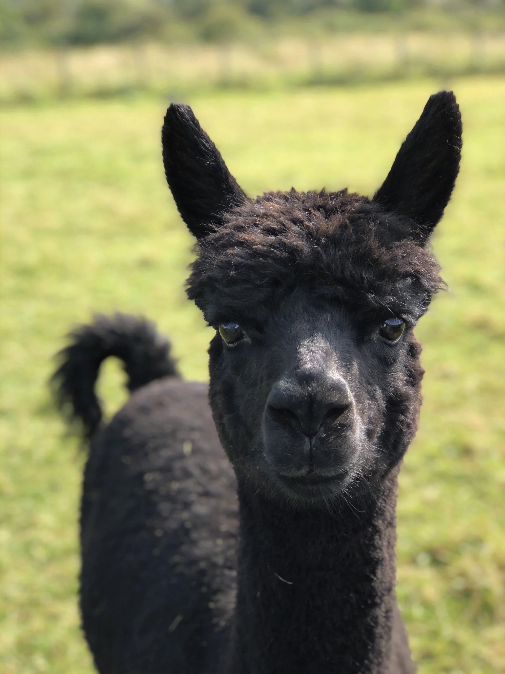 A black alpaca stands in a sunlit green pasture