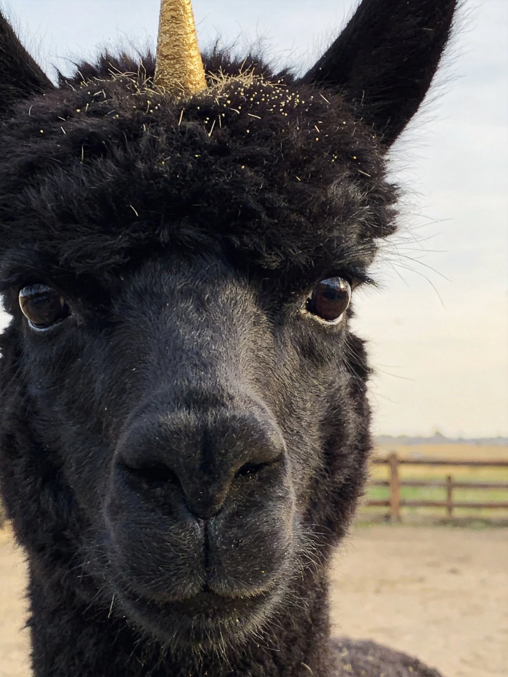 A black alpaca wearing a glittery golden unicorn horn