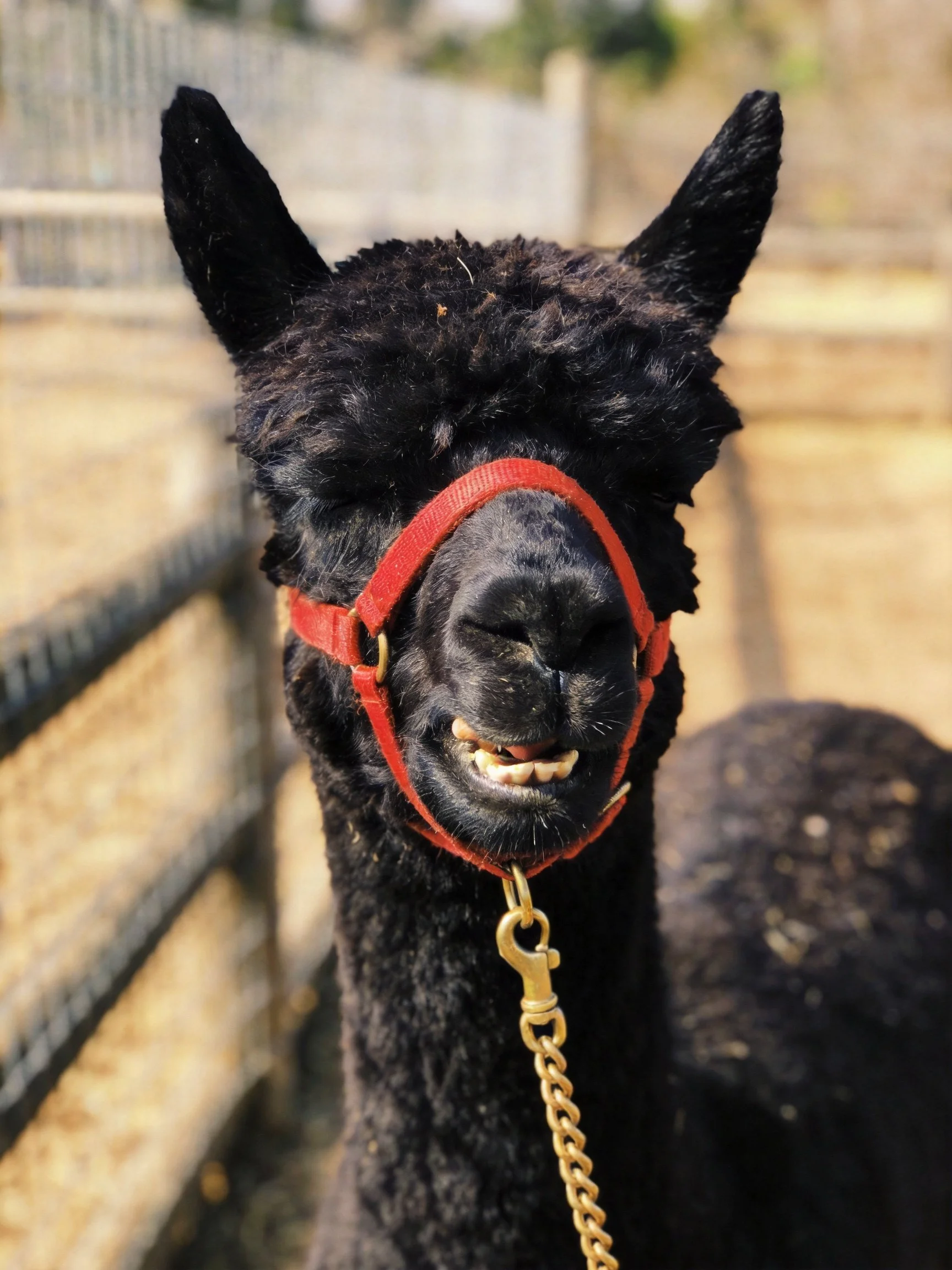 A black alpaca wearing a red halter in an outdoor enclosure