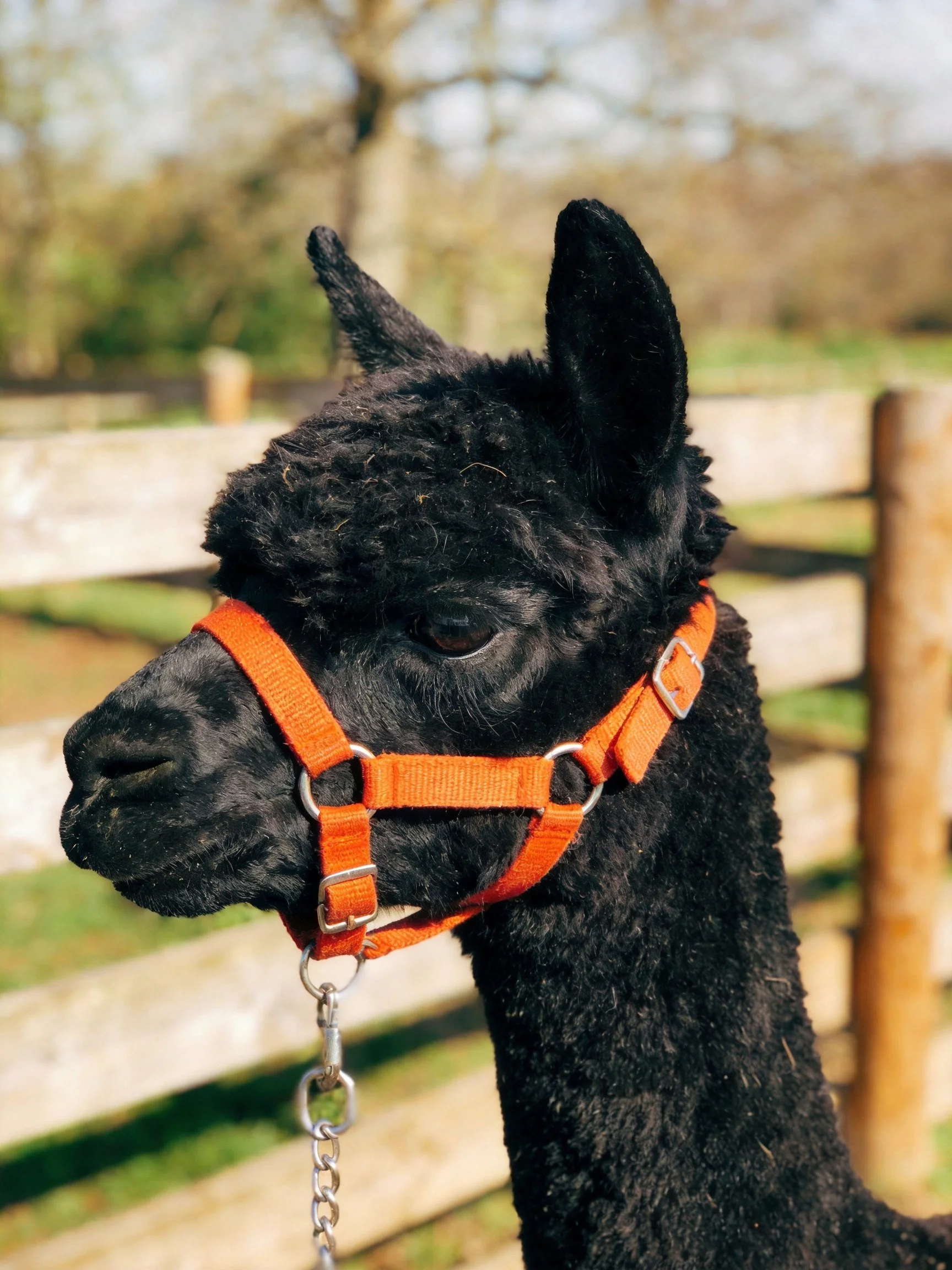 A black alpaca wearing an orange halter near a wooden fence