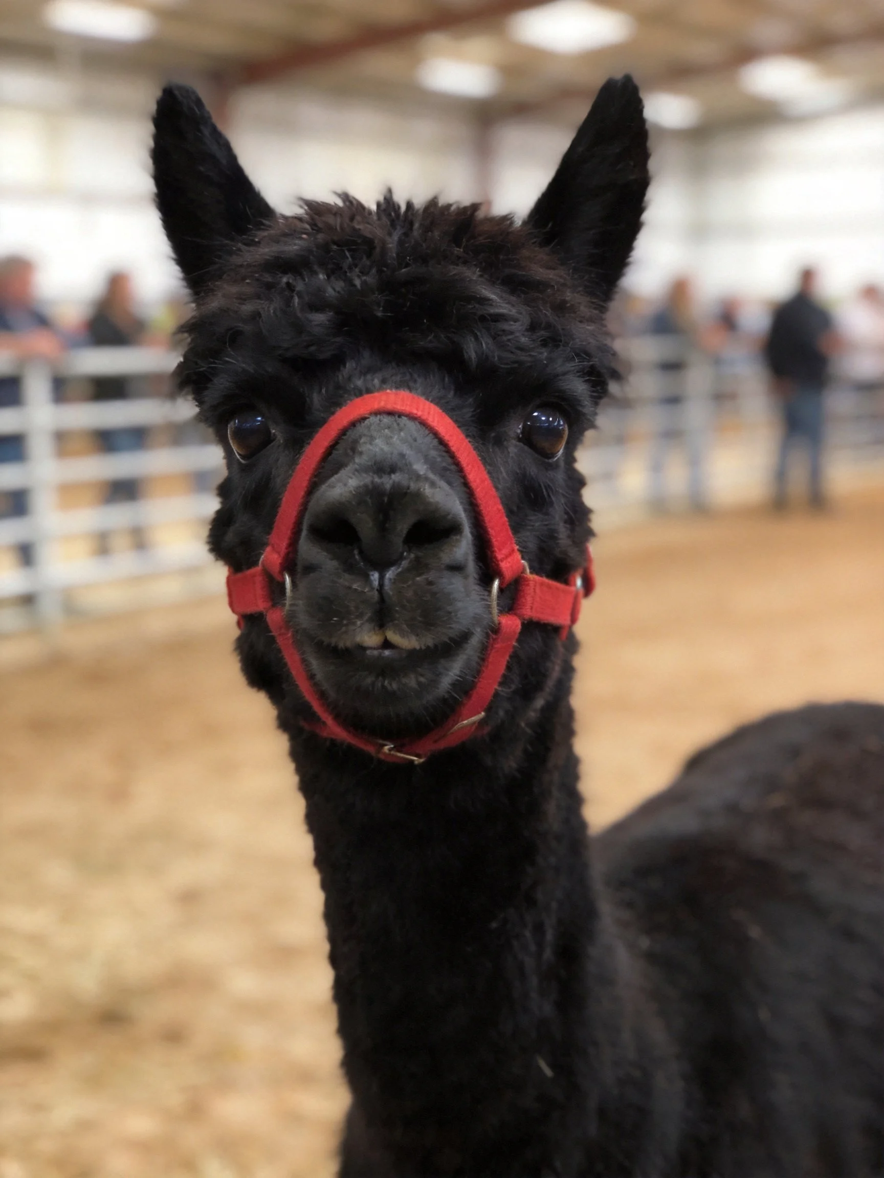 A black alpaca with a red halter in an indoor arena