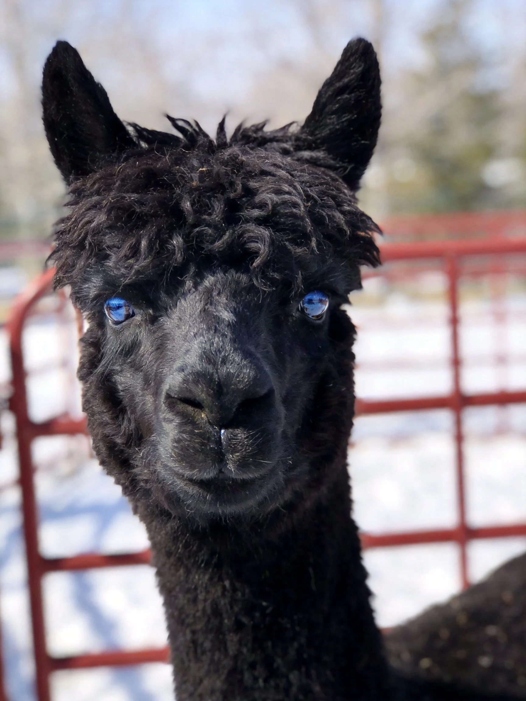 A black alpaca with bright blue eyes beside a red metal fence