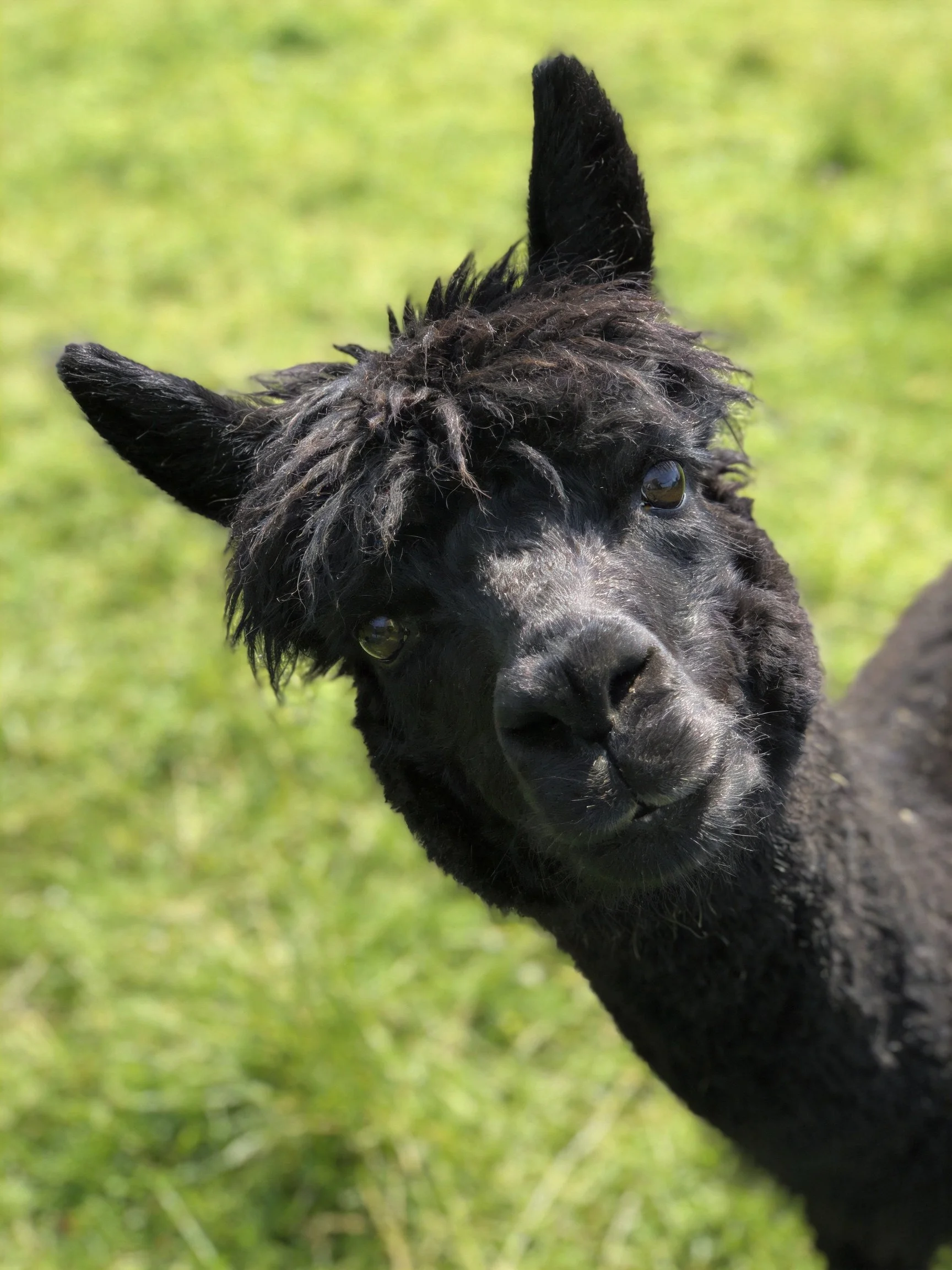 A black alpaca with shaggy fur near green grassy terrain