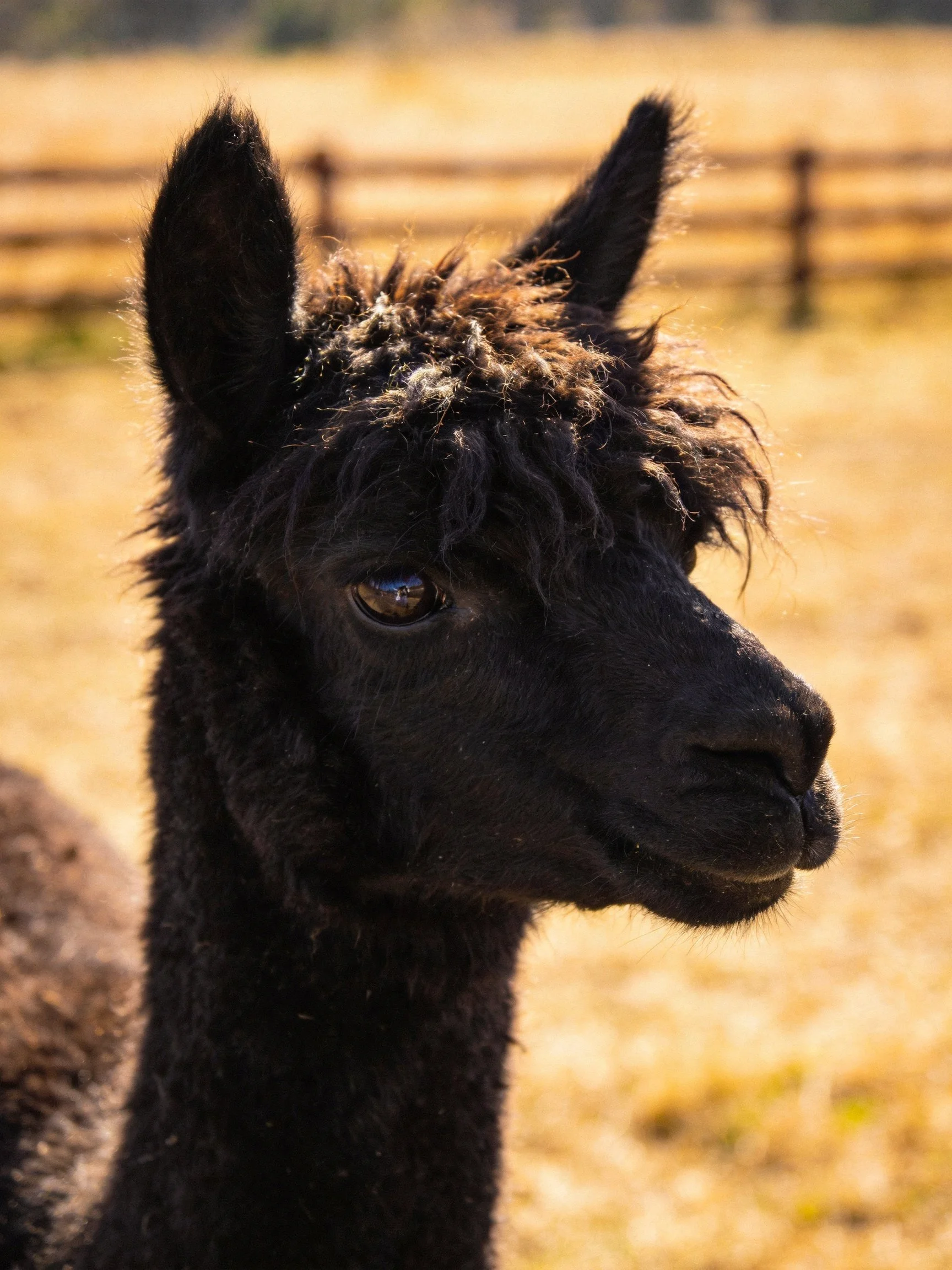 A black alpaca with tousled brown curls in a sunlit field