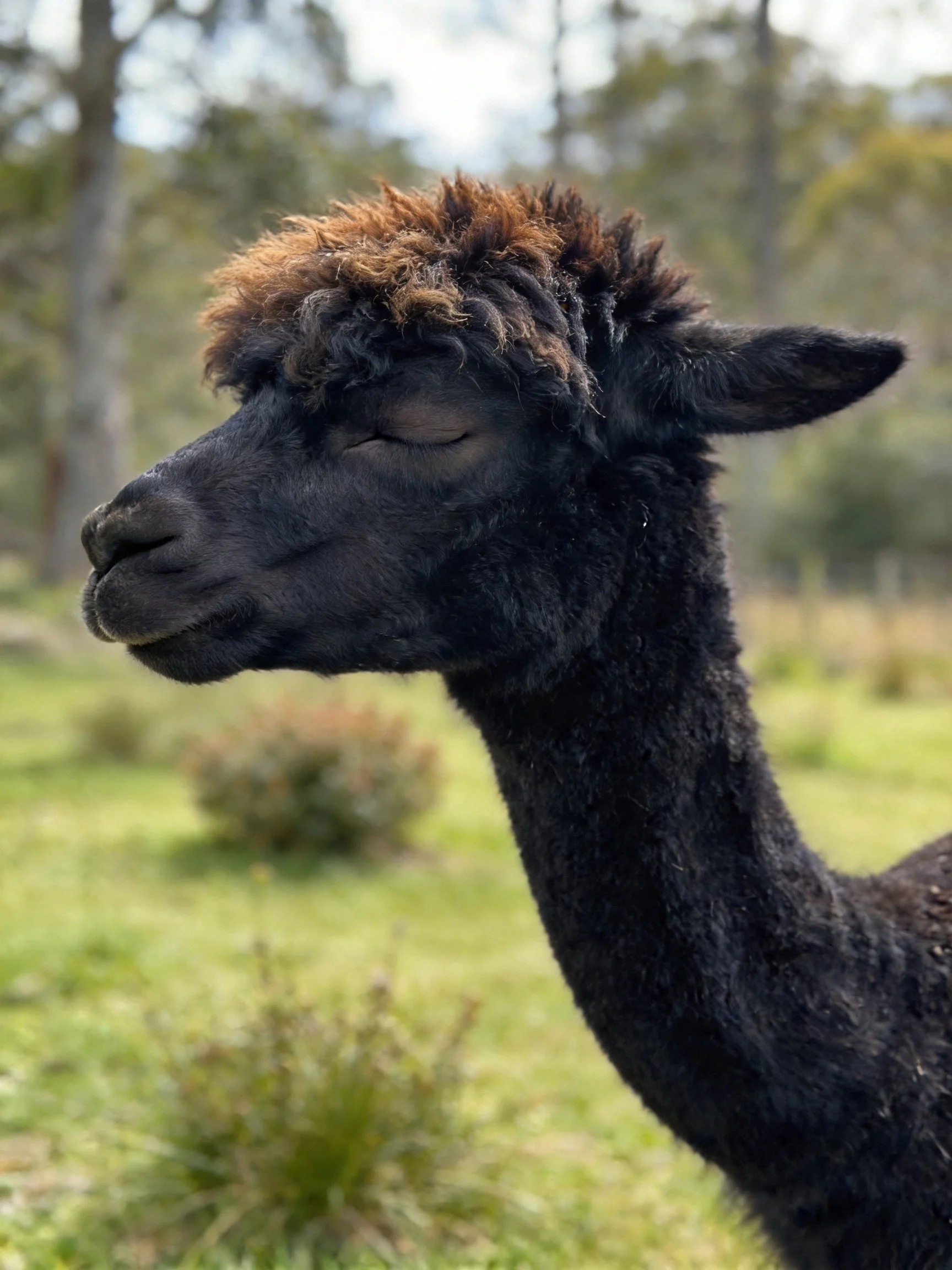 A black alpacawith brown tufted hair in a green meadow