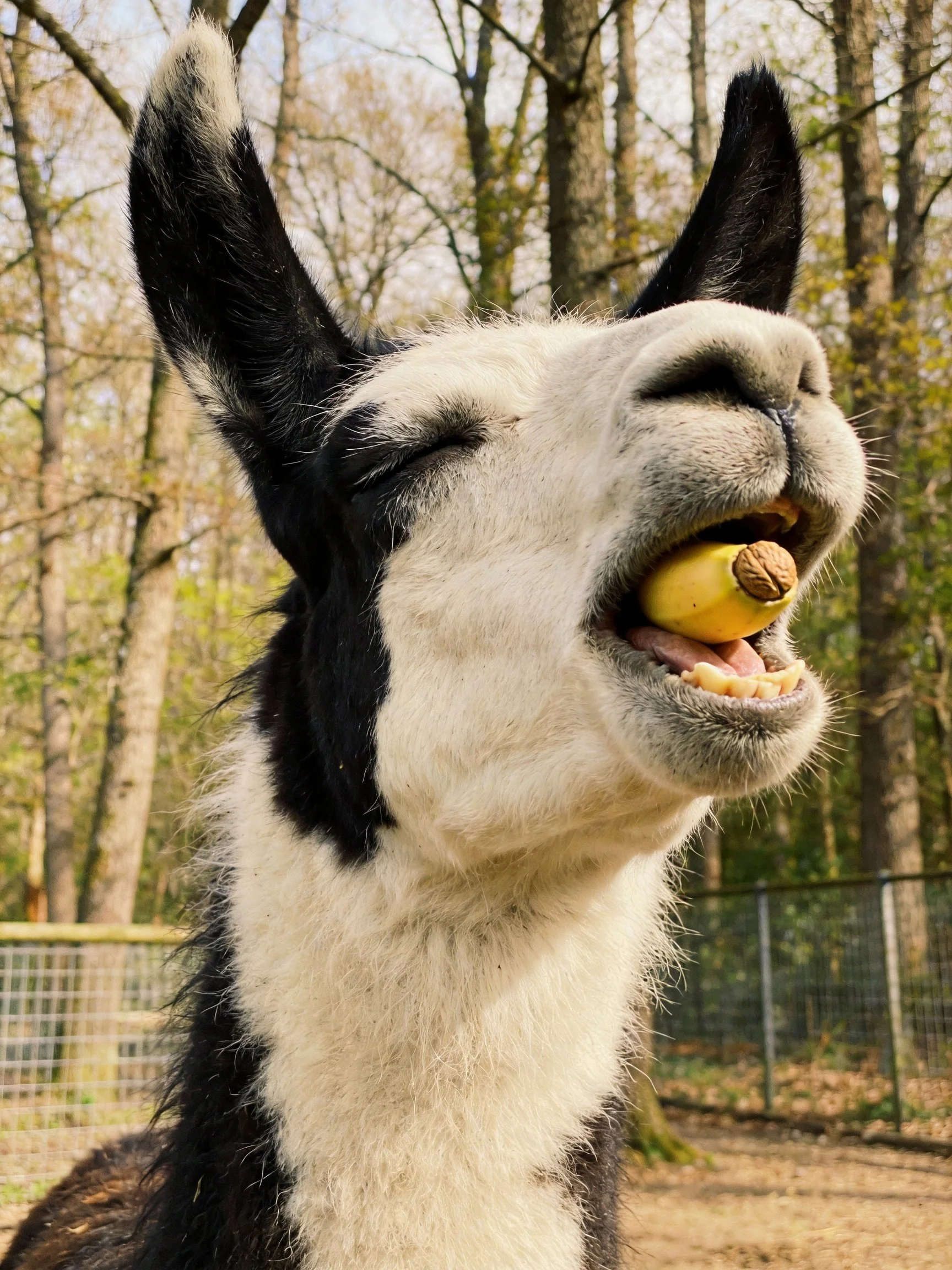 A black-and-white llama enjoys a banana with a nut in a wooded enclosure
