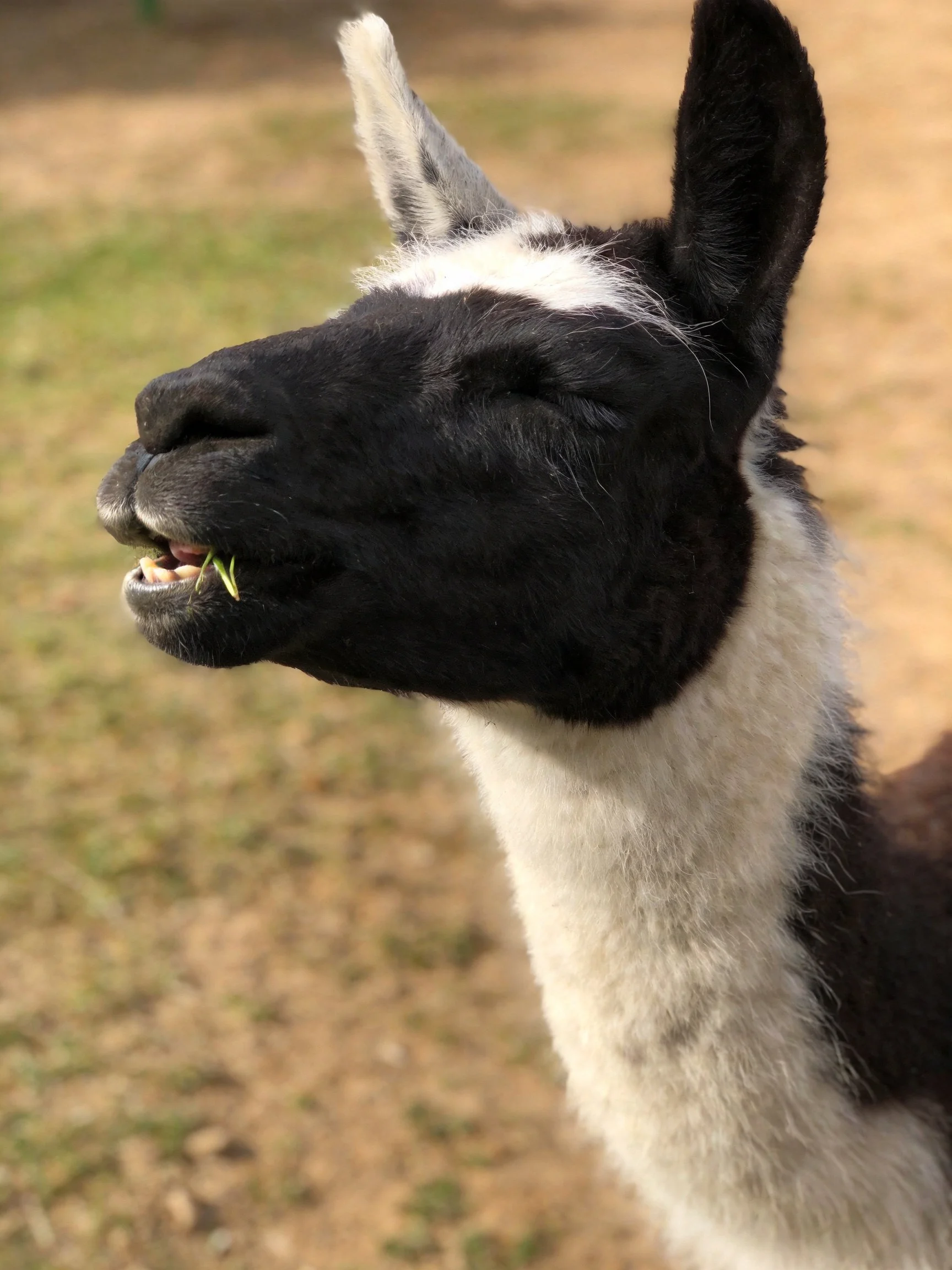 A black - and - white llama munching grass in a sunlit outdoor area