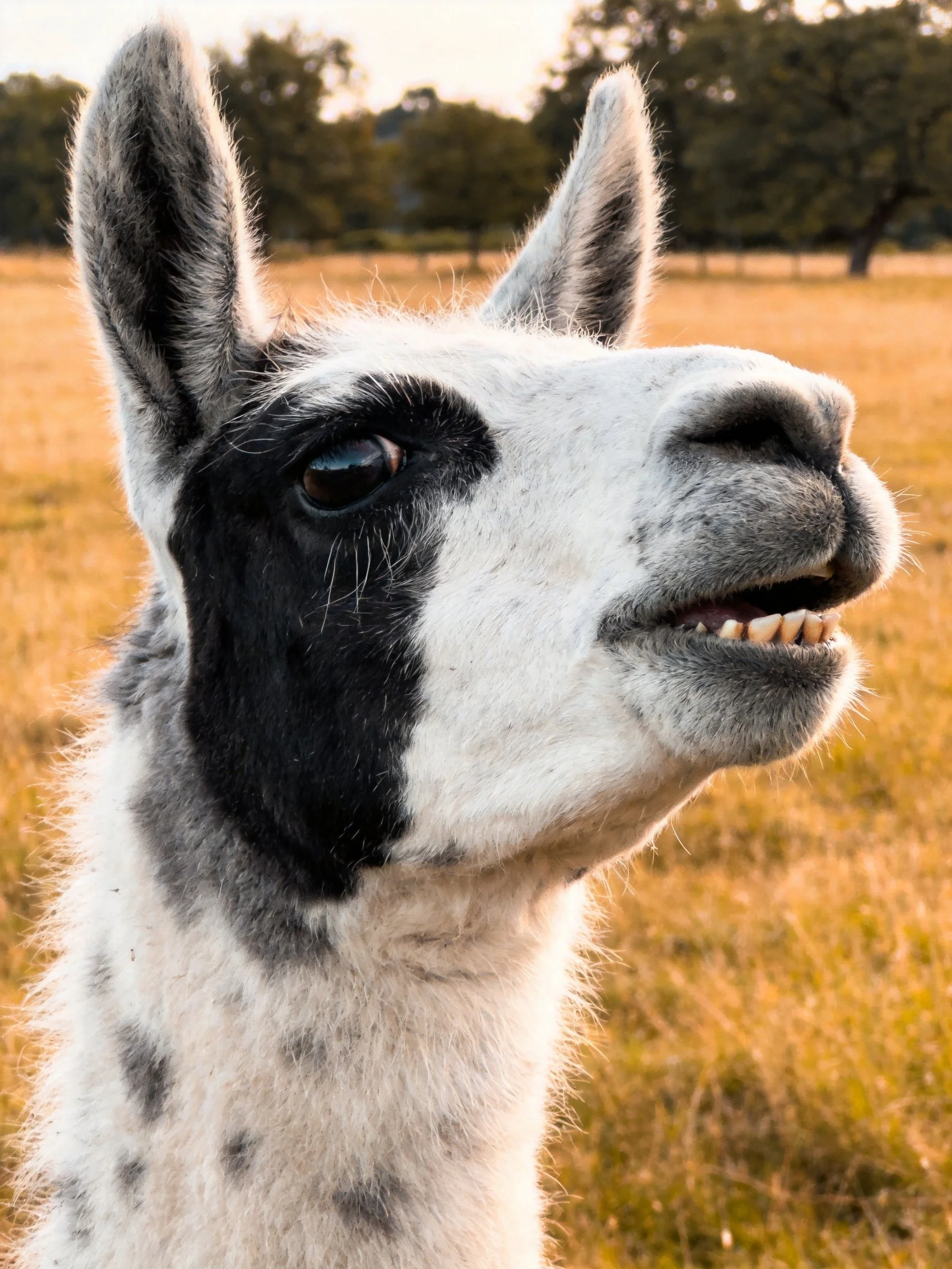 A black-and-white llama with spotted neck in sunlit open field