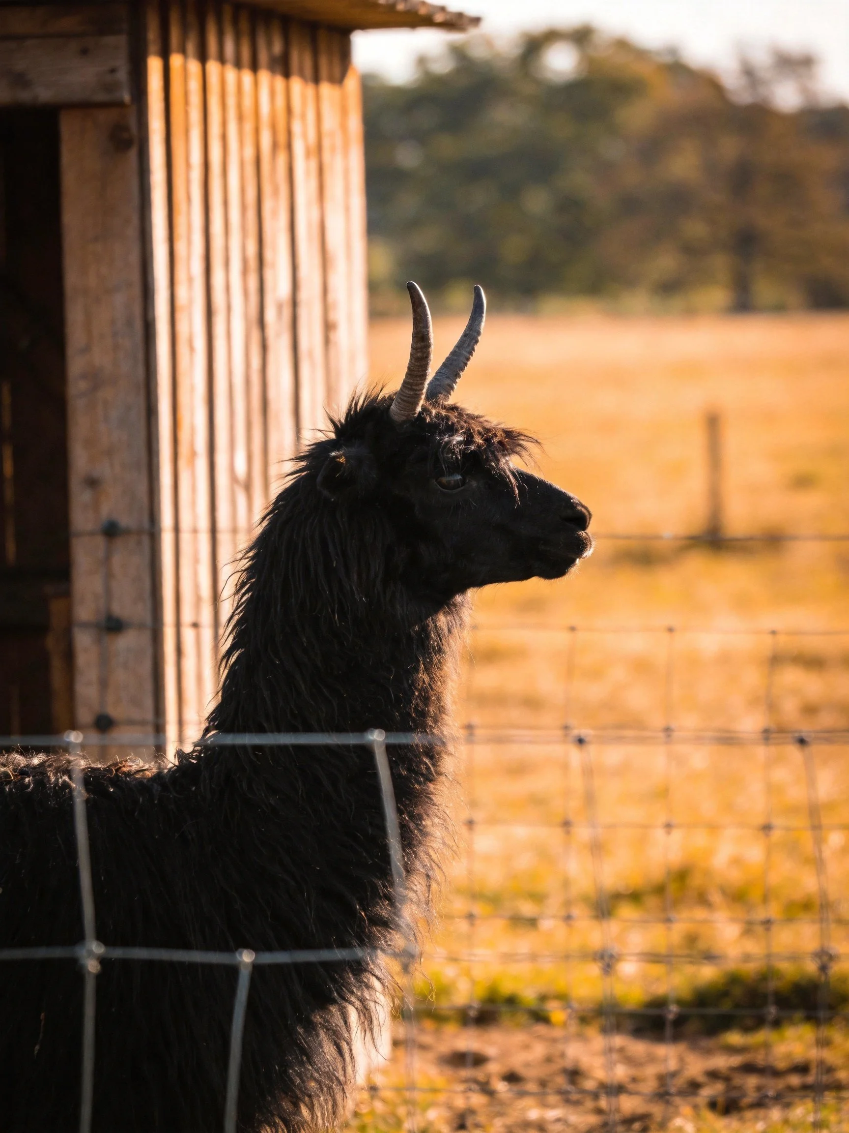 A black llama stands beside a wooden shed near a wire fence