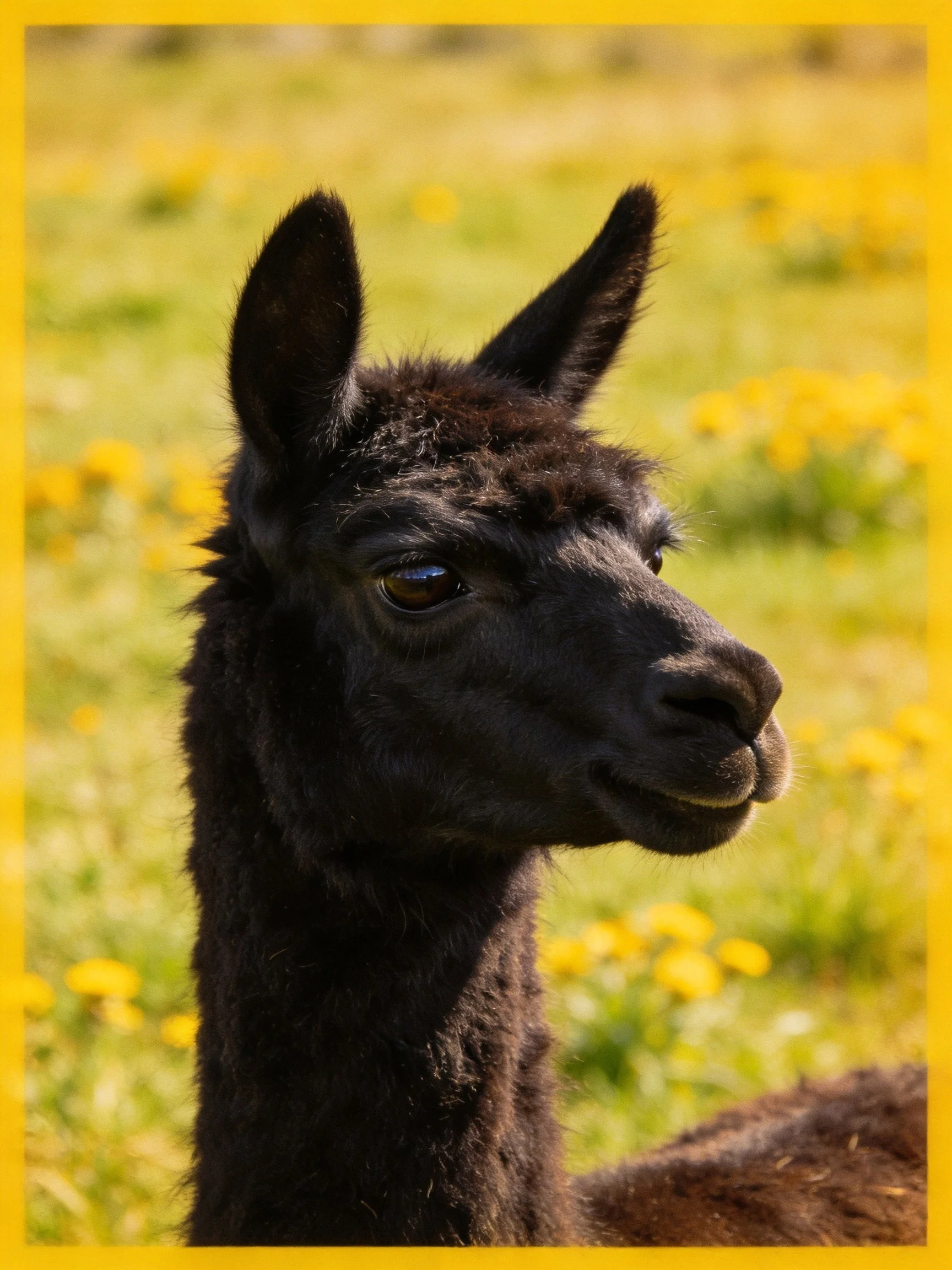 A black llama stands in a sunlit meadow with yellow wildflowers