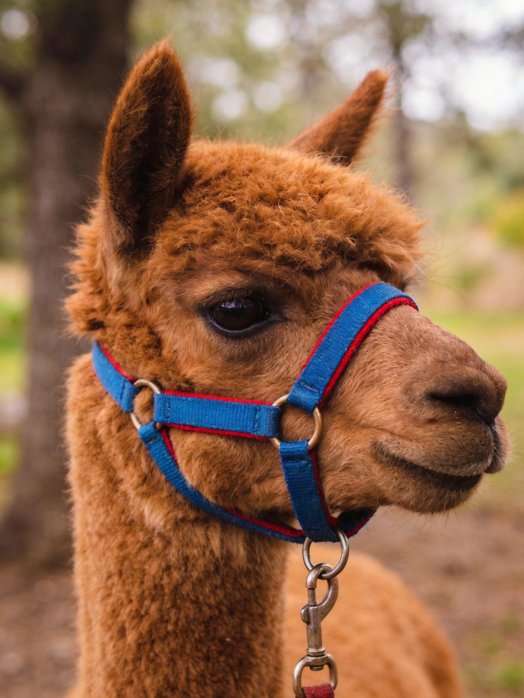 A brown alpaca wearing a blue halter in an outdoor setting