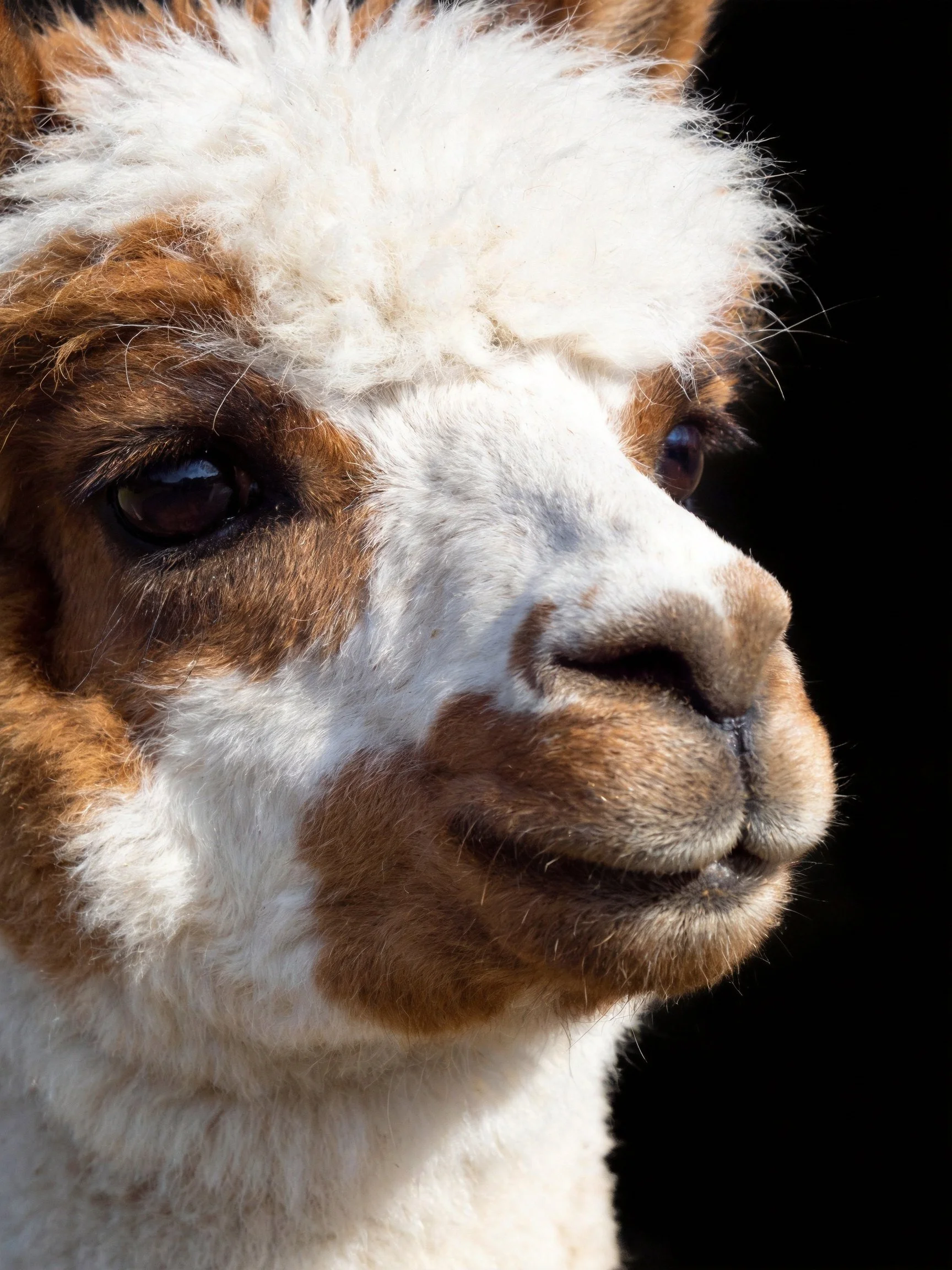 A brown and white alpaca is shown in a close-up photograph.