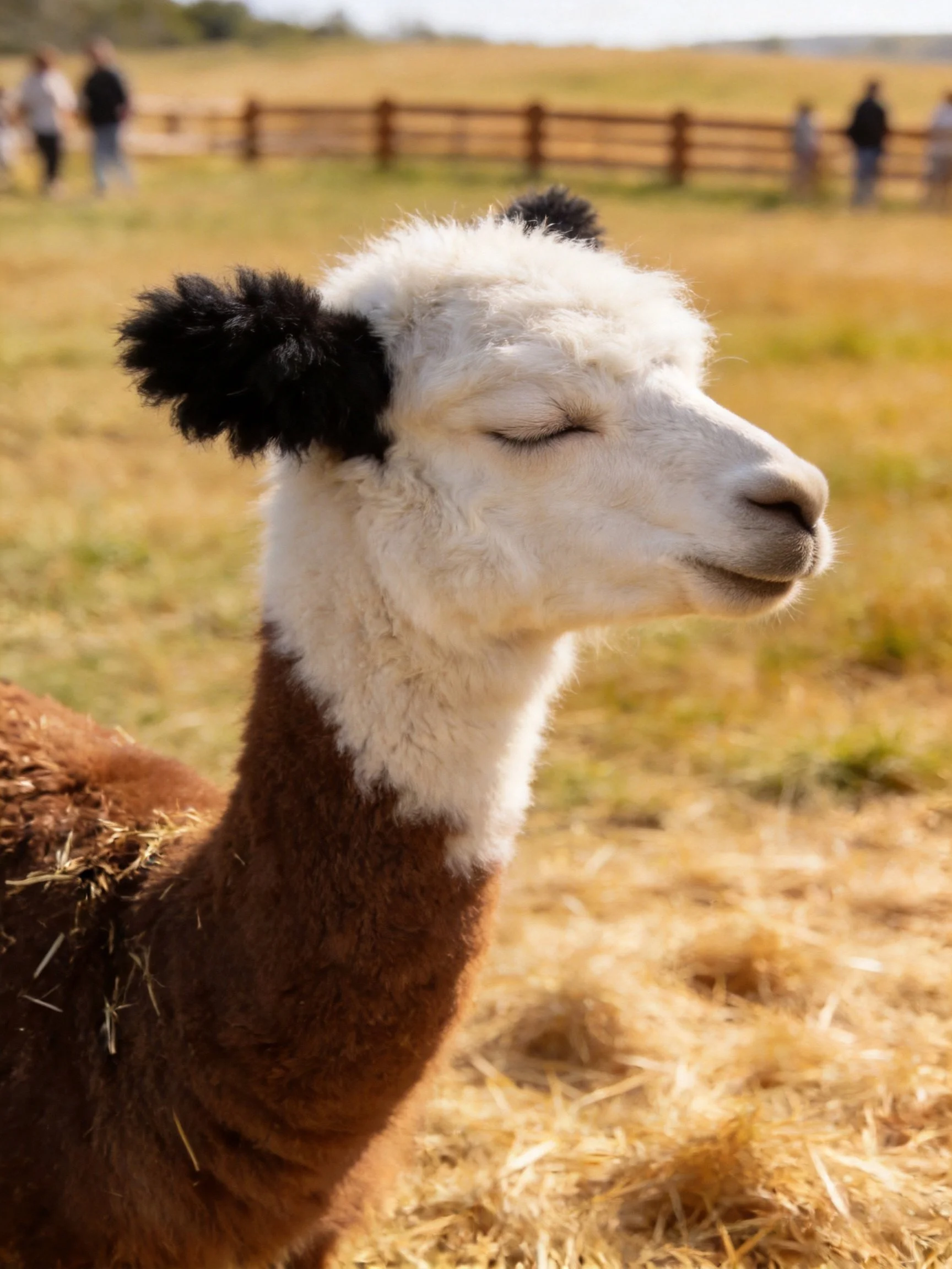 An alpaca with brown and white fur rests in a sunlit field.