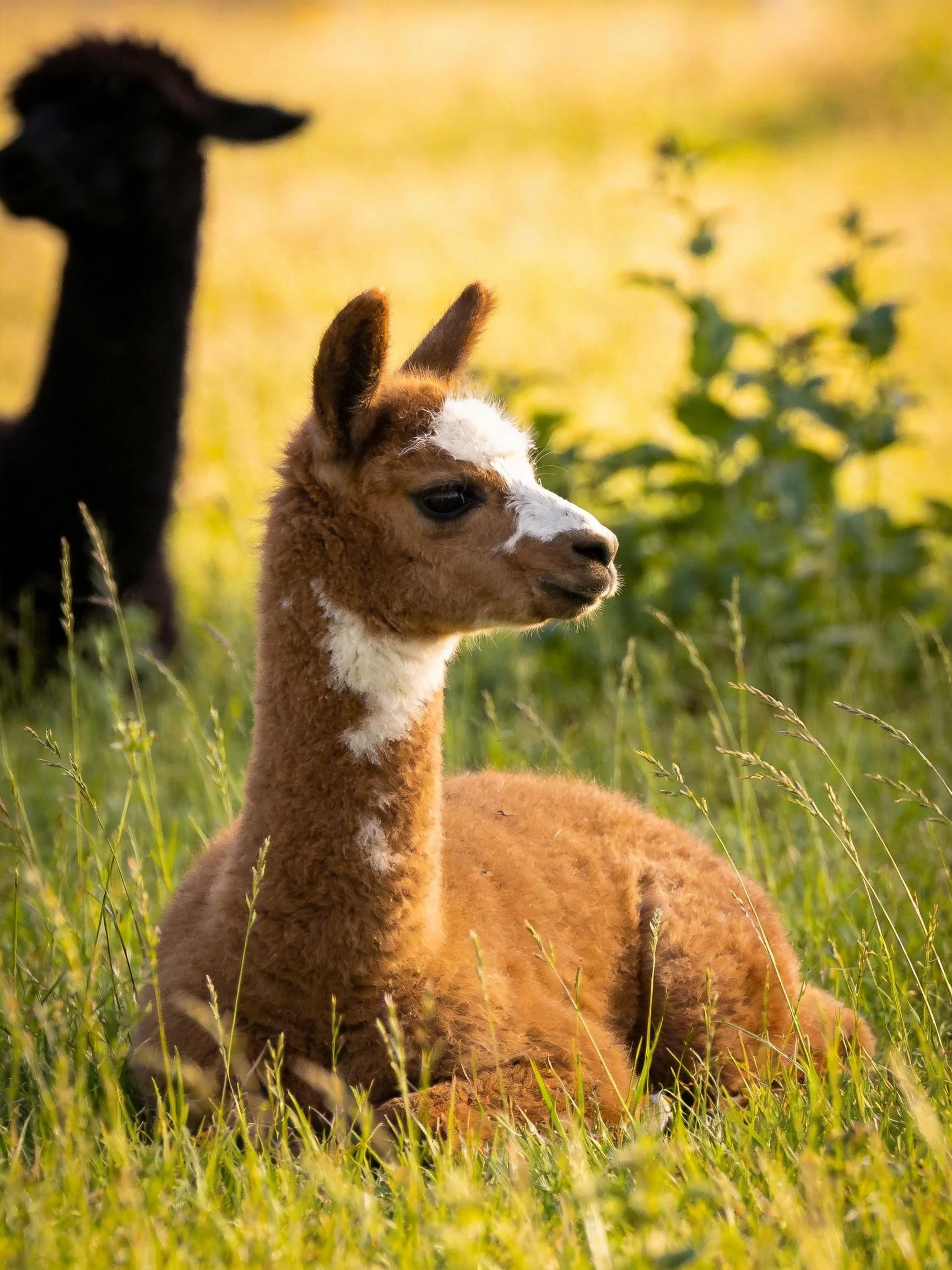 A brown and white baby llama rests near a black llama in tall green grass