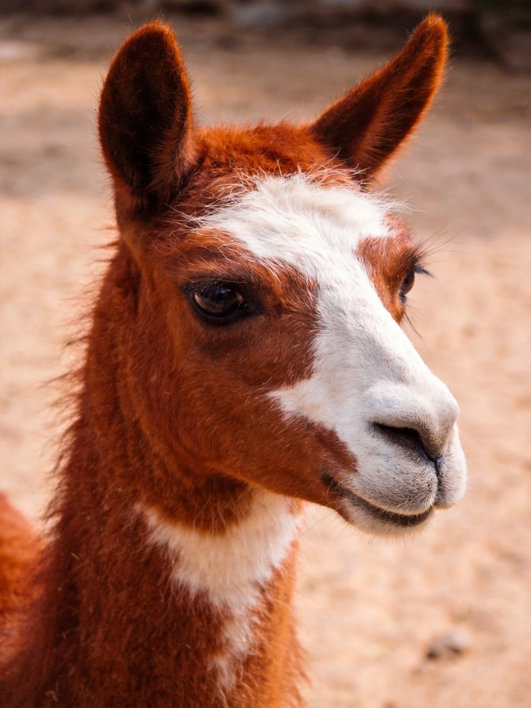 A brown and white baby llama with upright ears