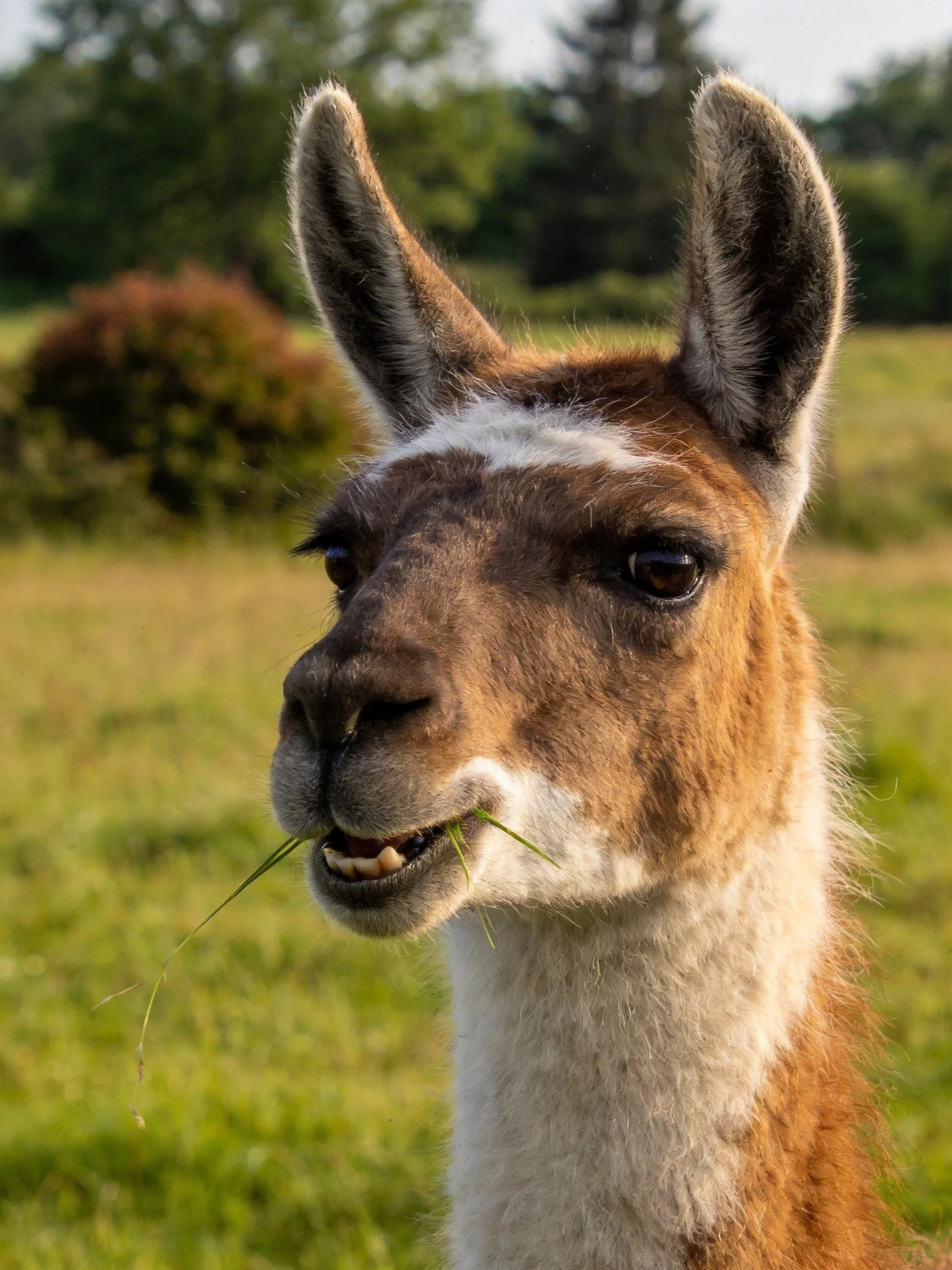 A brown and white llama munches grass in a sunlit meadow