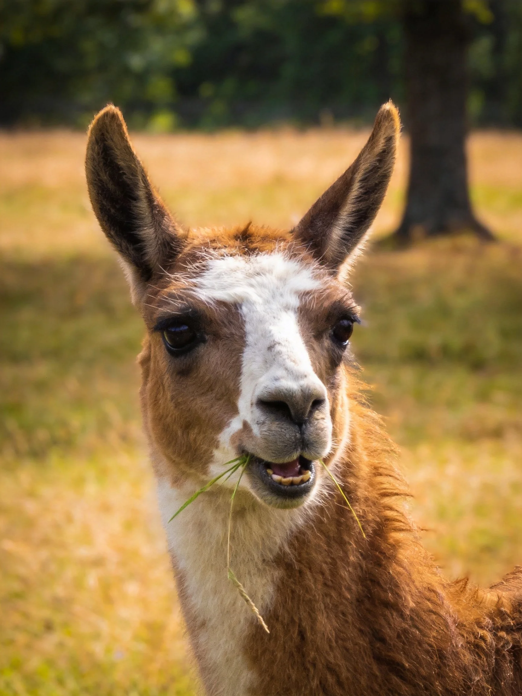 A brown and white llama munches grass in a sunlit open field
