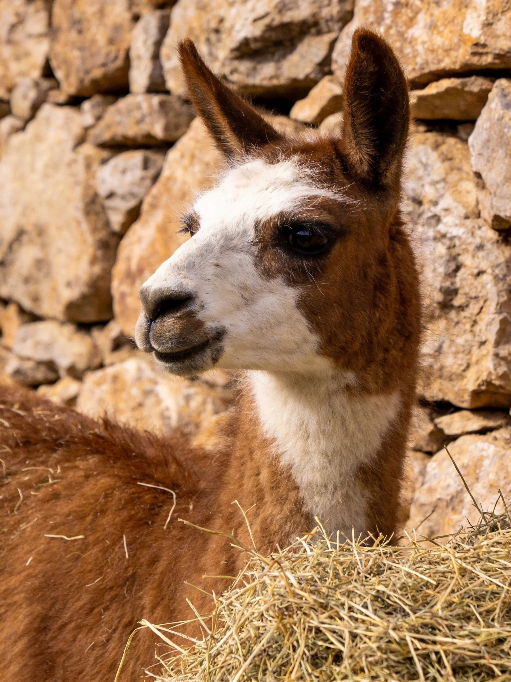 A brown and white llama near hay with a stone wall backdrop