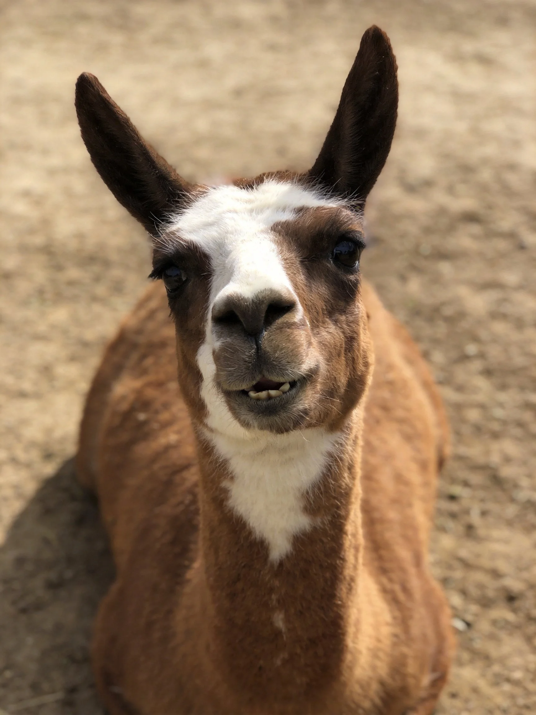 A brown and white llama lies calmly on sandy terrain.