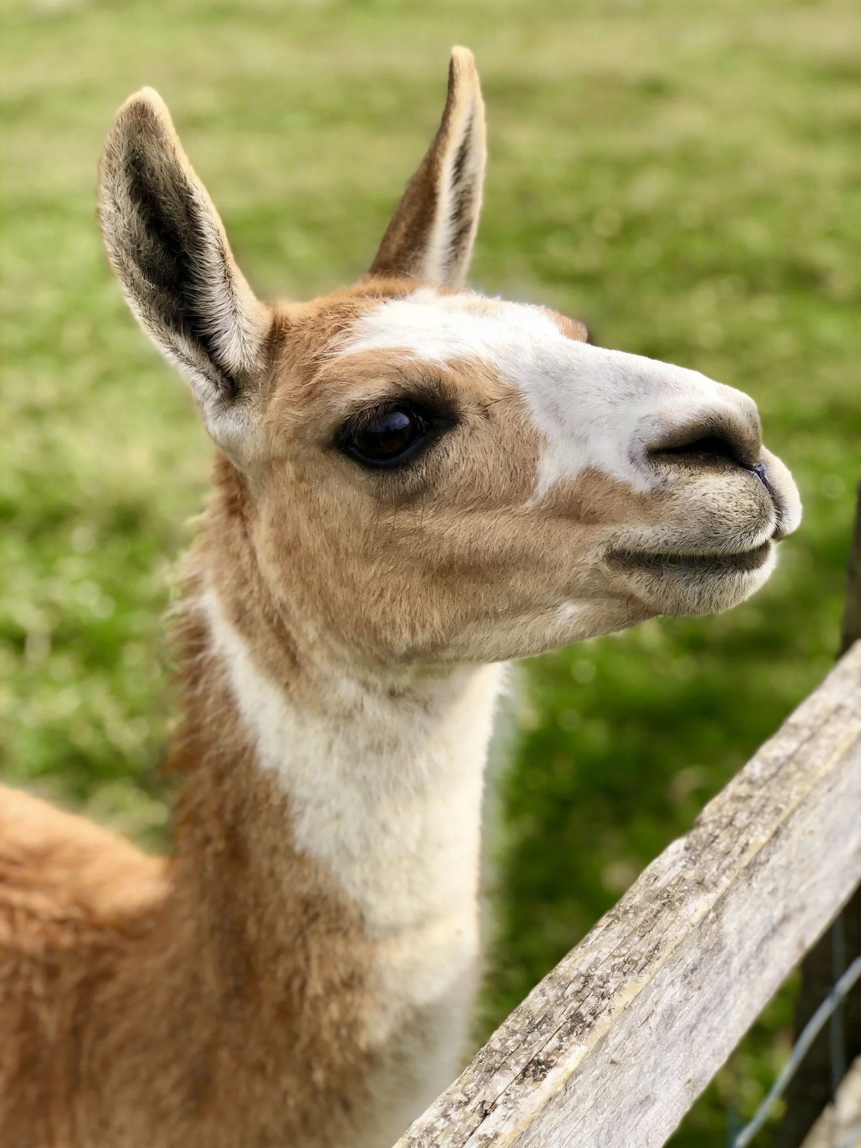 A brown and white llama stands by a weathered wooden fence in a lush green field