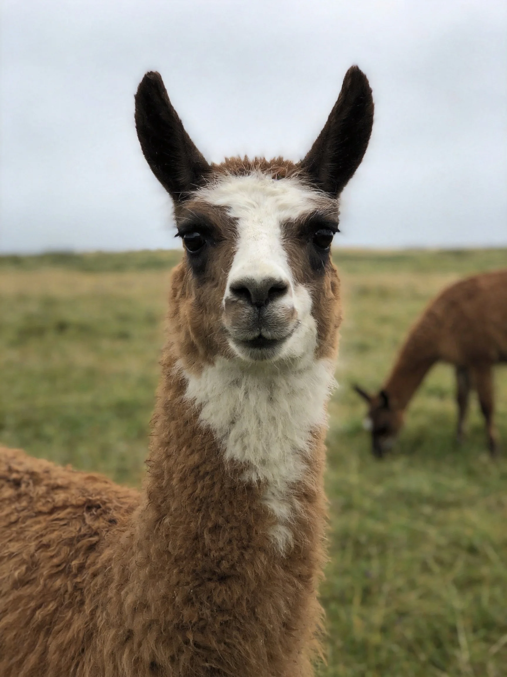 A brown and white llama up close with a companion in a grassy field
