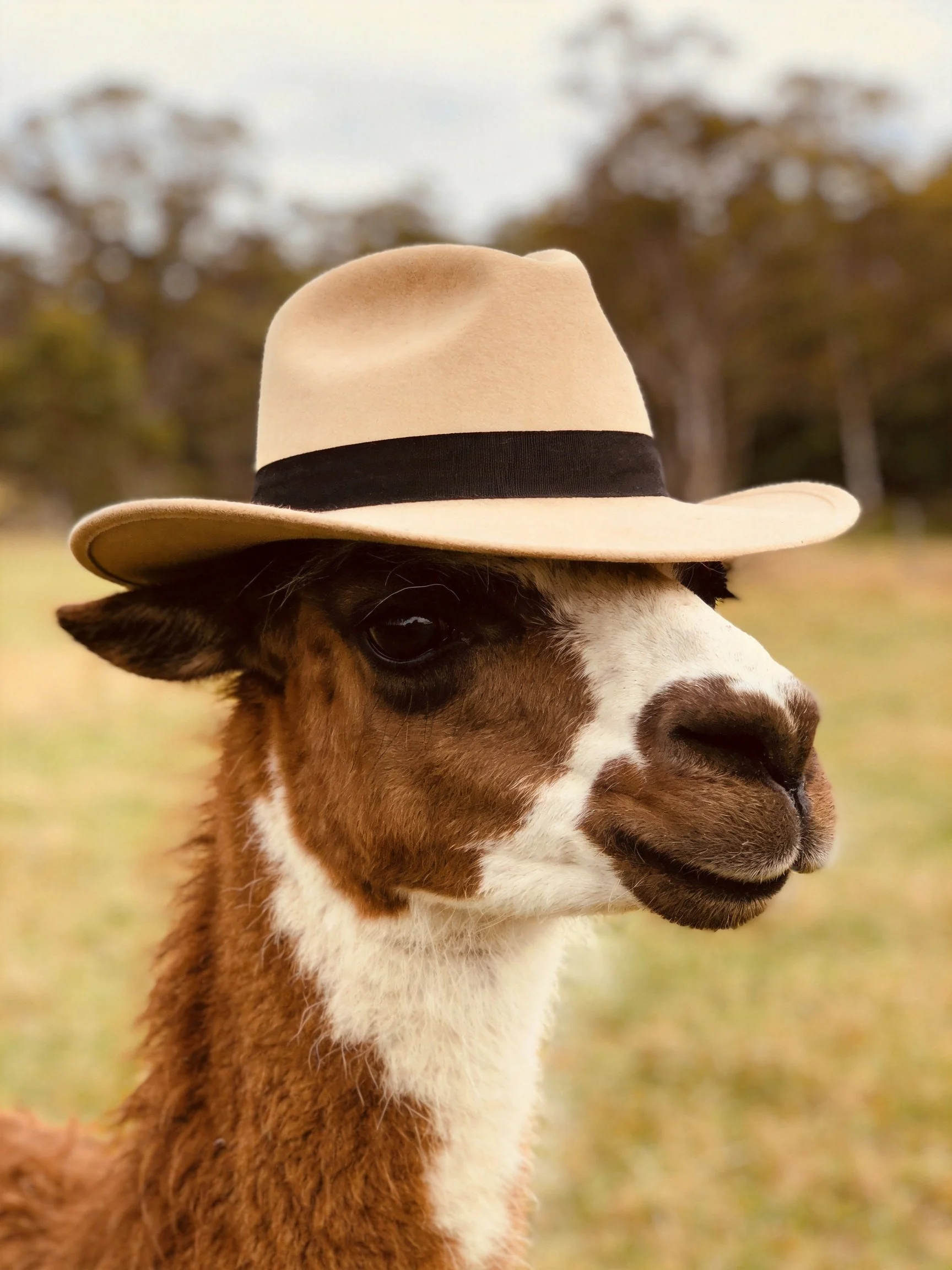 A brown and white llama wearing a beige fedora with a black band