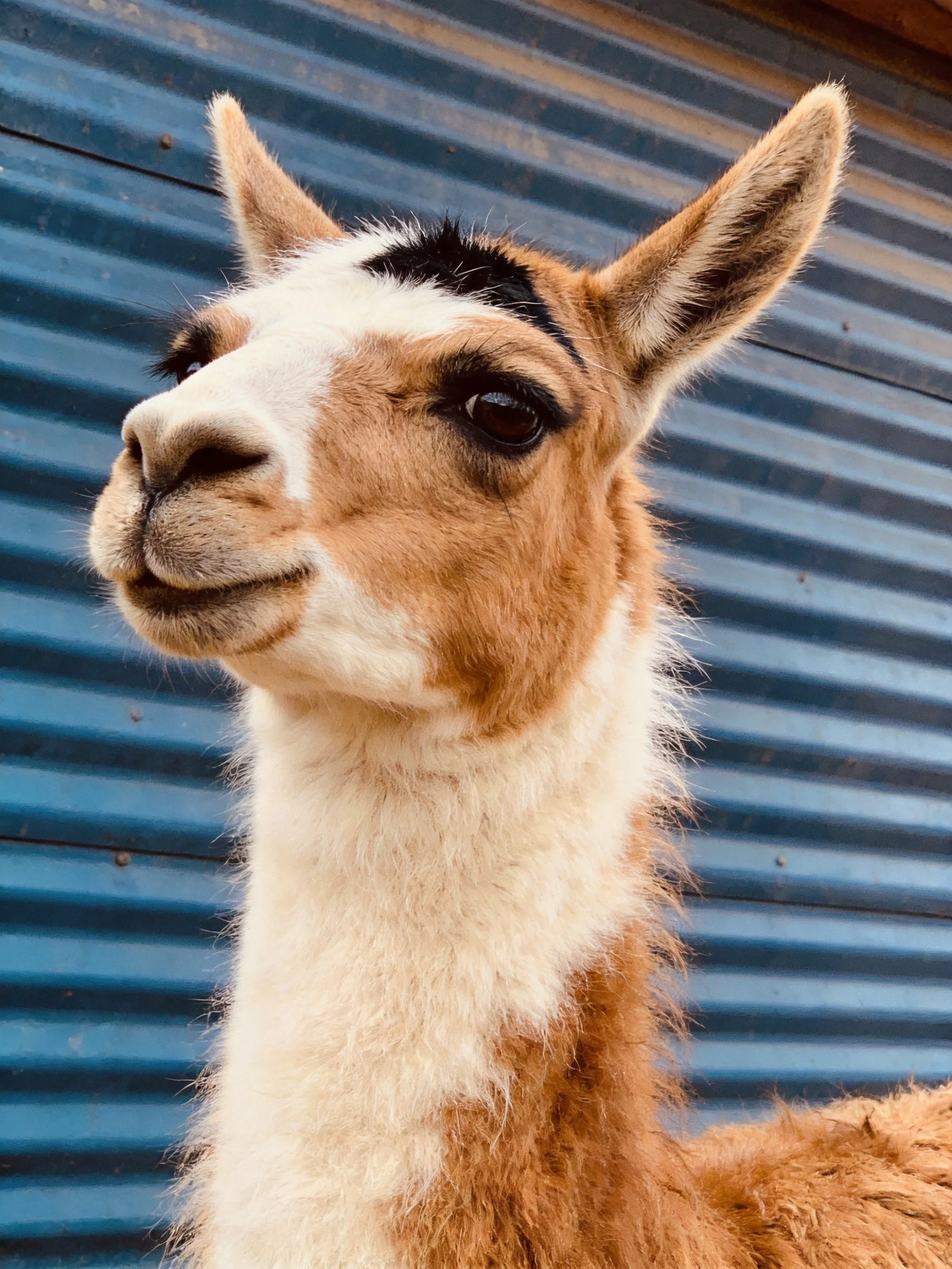 A brown and white llama with black markings near a blue corrugated wall