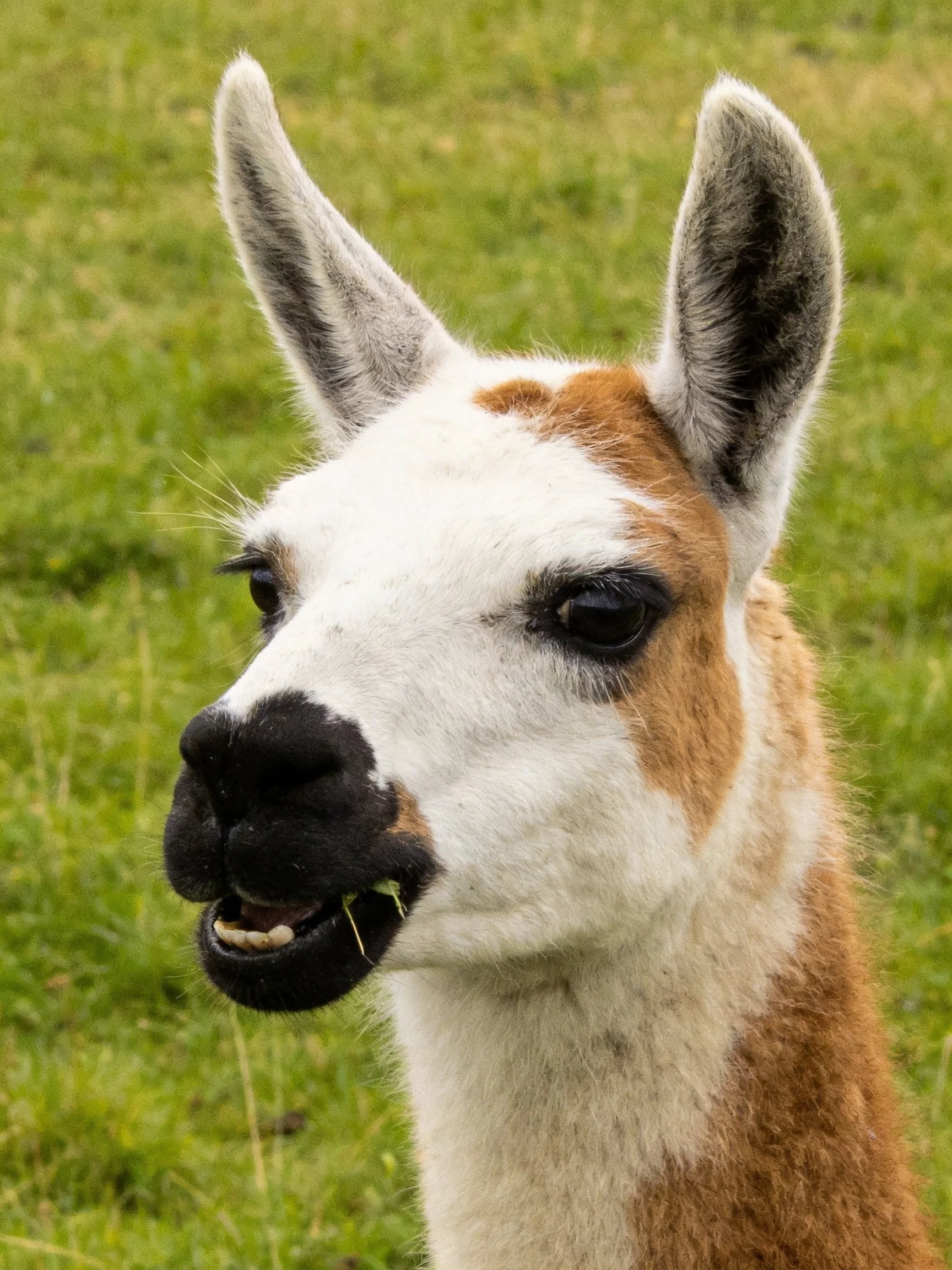 A brown and white llama with prominent ears in a lush green meadow