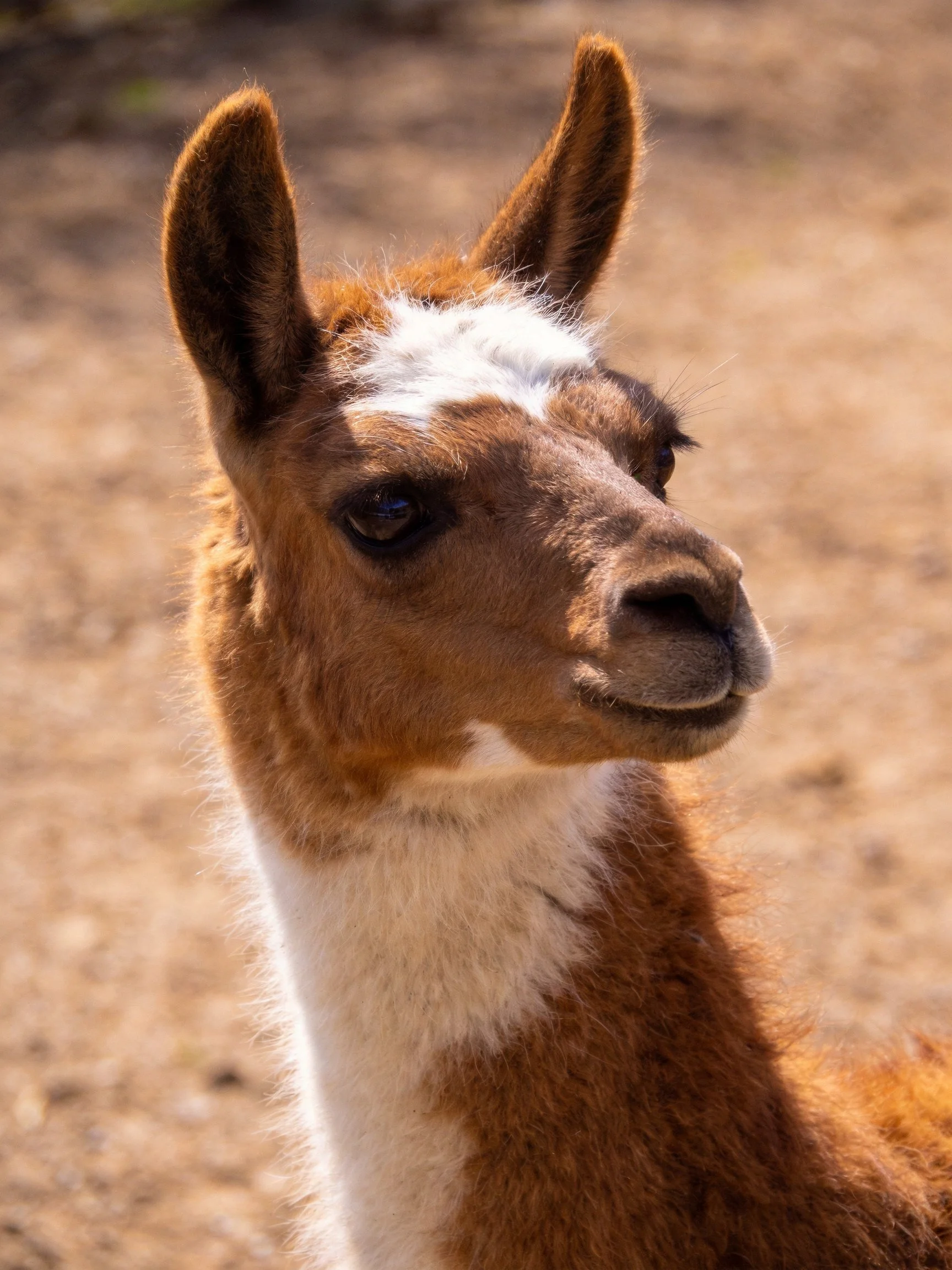 A brown and white young llama with upright ears in a sunlit outdoor setting