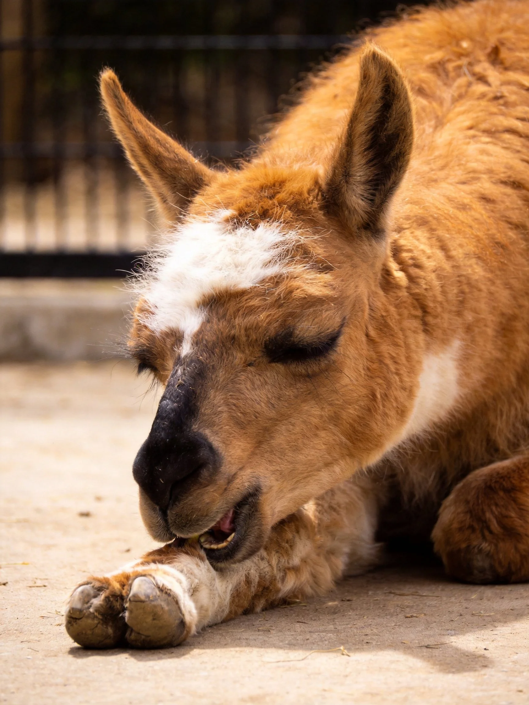 A brown-furred baby llama with white markings rests on concrete