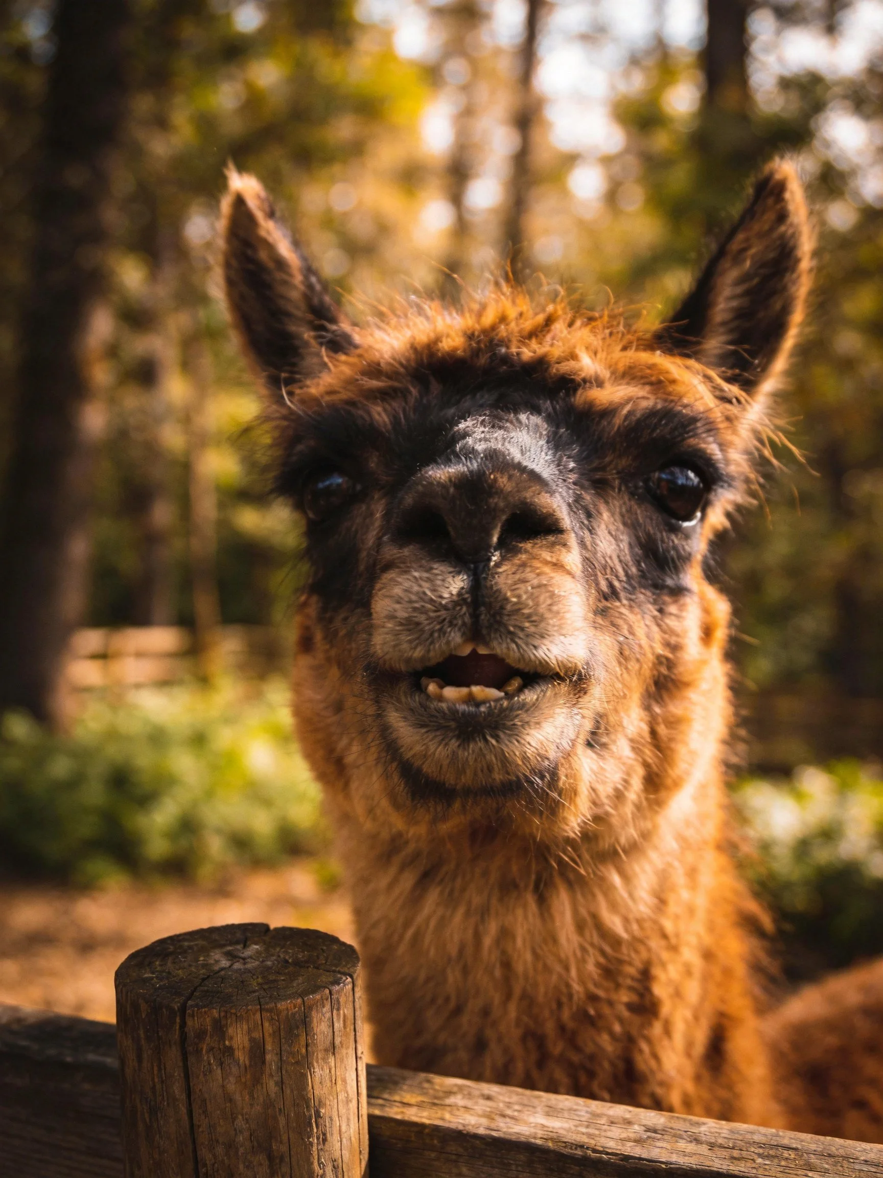 A brown llama peeks from a wooden fence in a sunlit forest