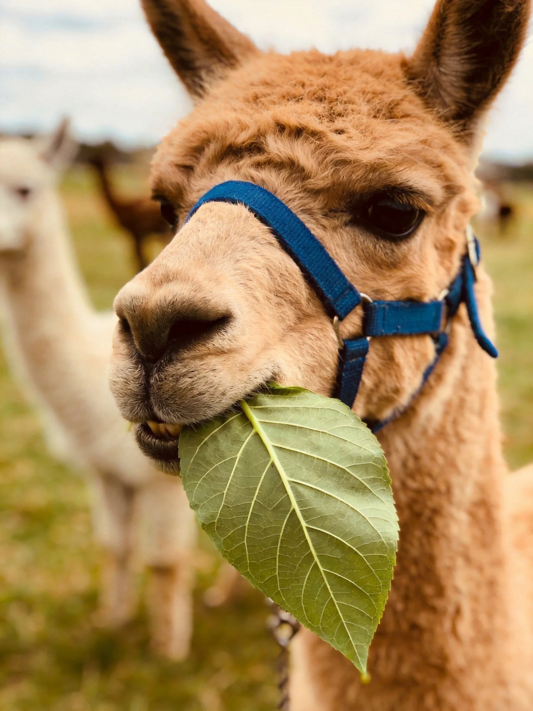 A brown llama with a blue halter eats a large green leaf outdoors