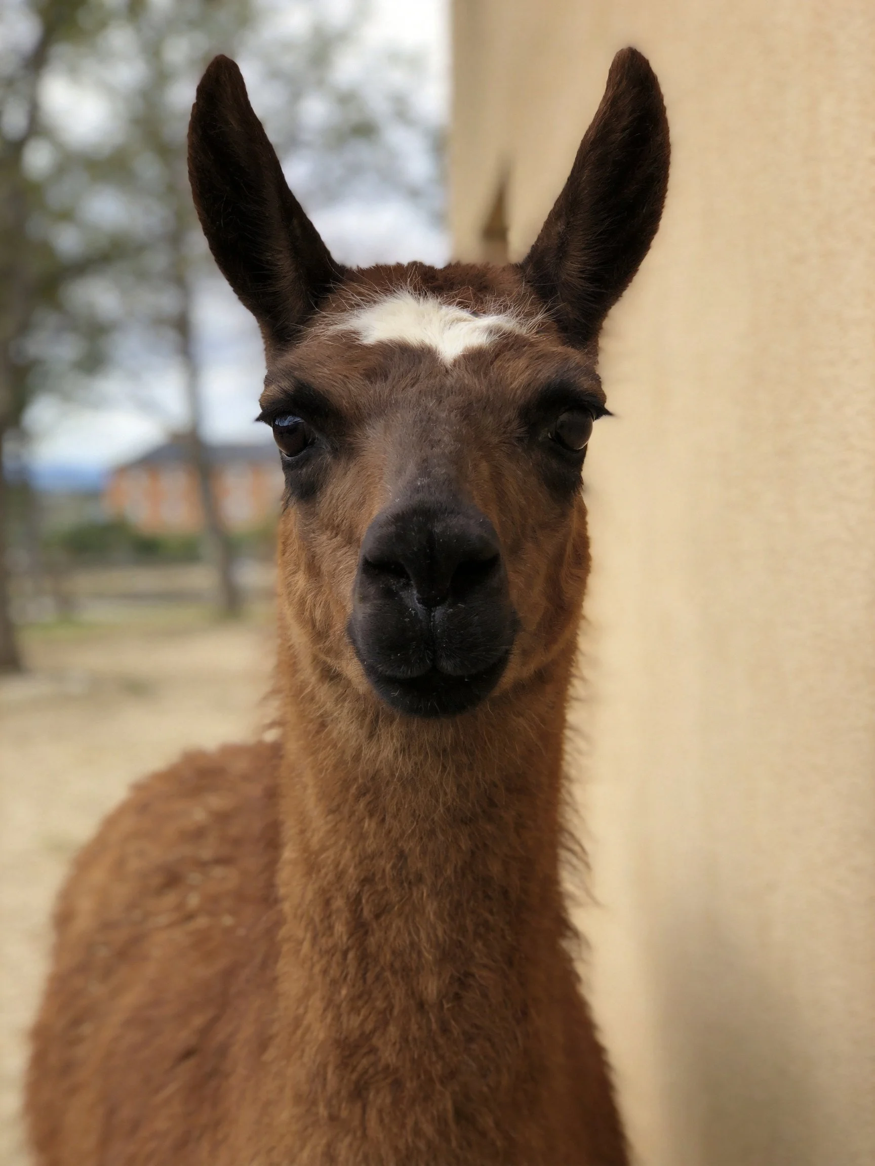 A brown llama with a white forehead marking stands next to a beige wall.