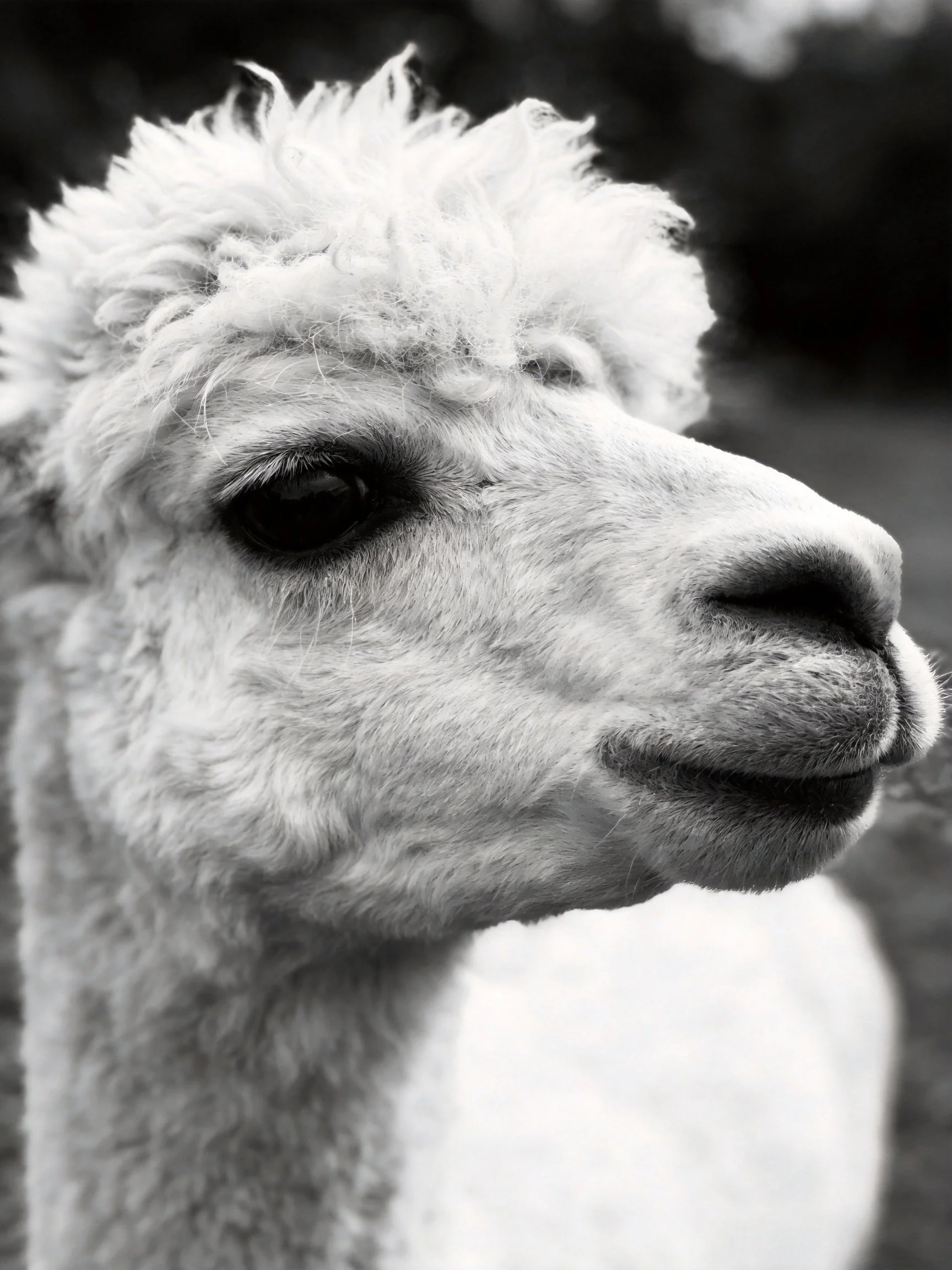 A close - up black and white portrait of a single fluffy alpaca
